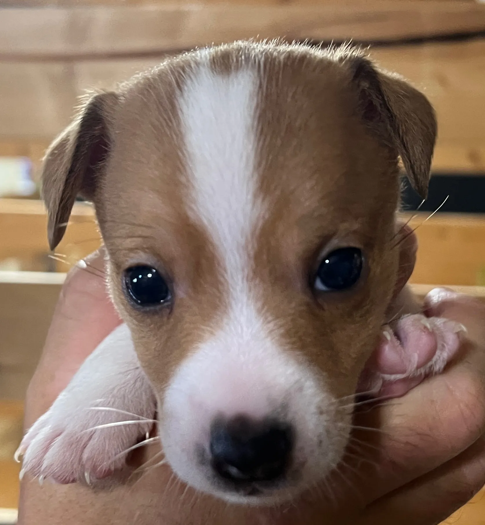 あんこ長男くん、2025年6月18日生まれ