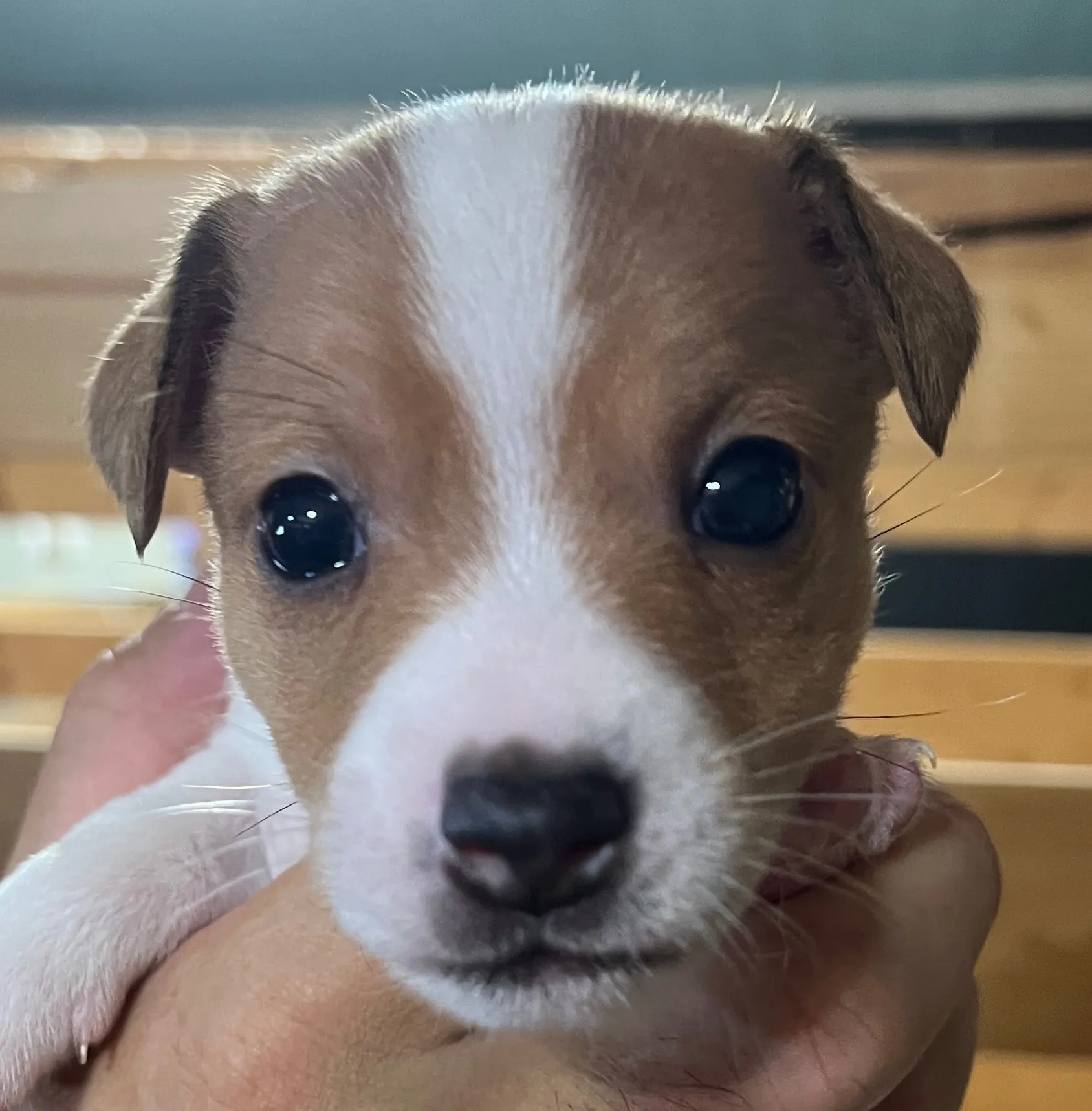 あんこ長男くん、2025年6月18日生まれ