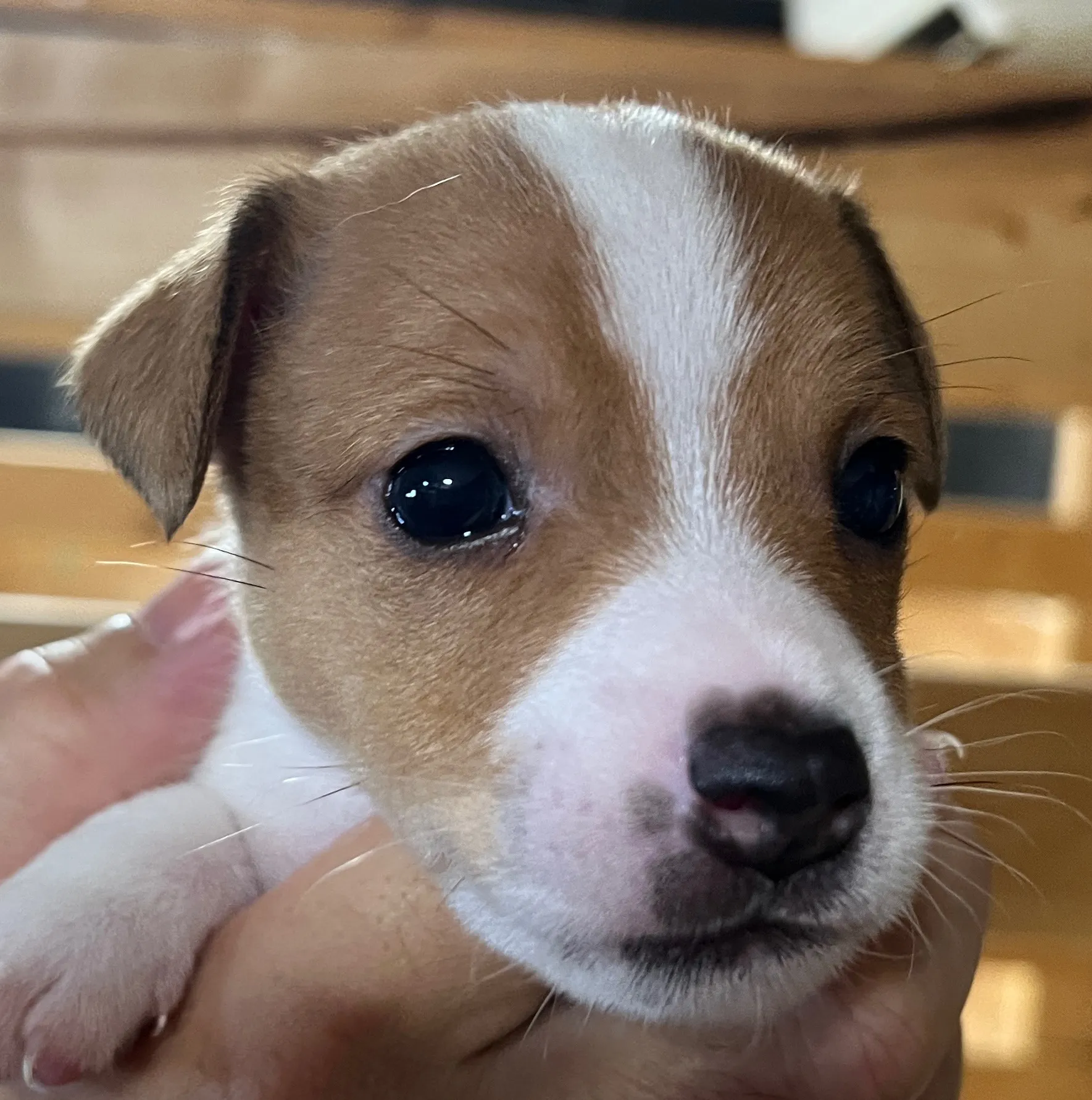 あんこ長男くん、2025年6月18日生まれ