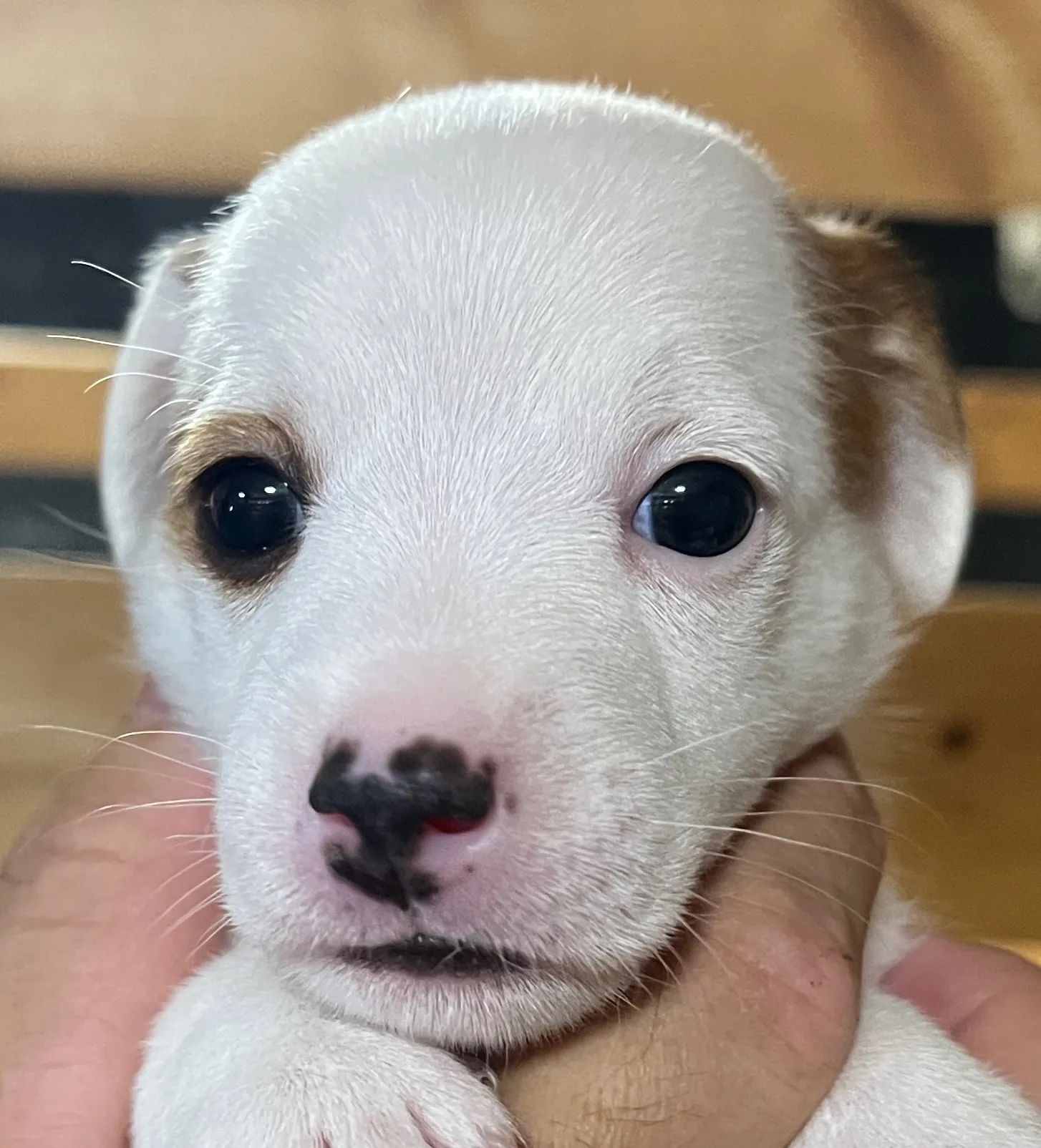 あんこ長女ちゃん、2025年6月18日生まれ