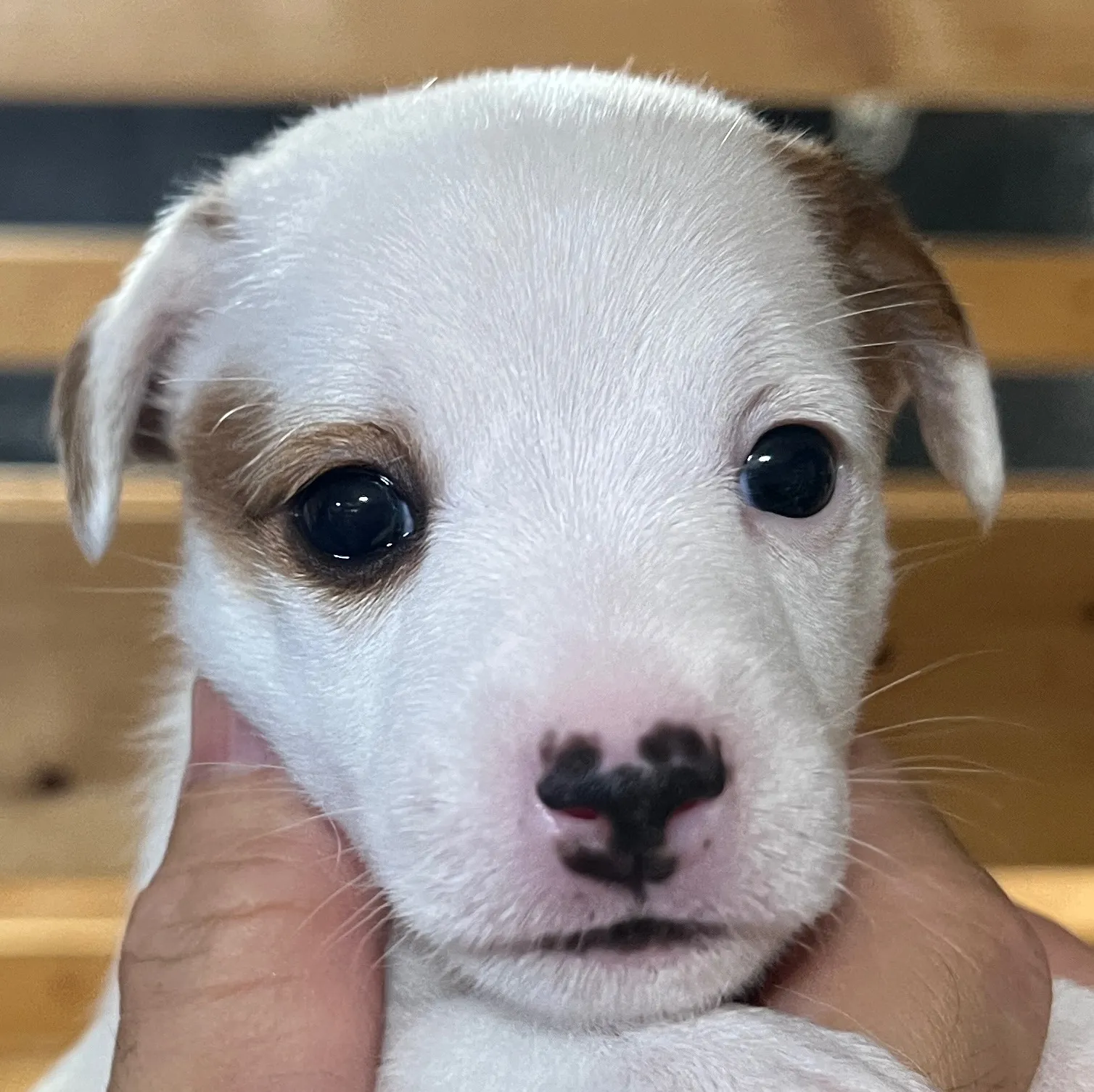 あんこ長女ちゃん、2025年6月18日生まれ