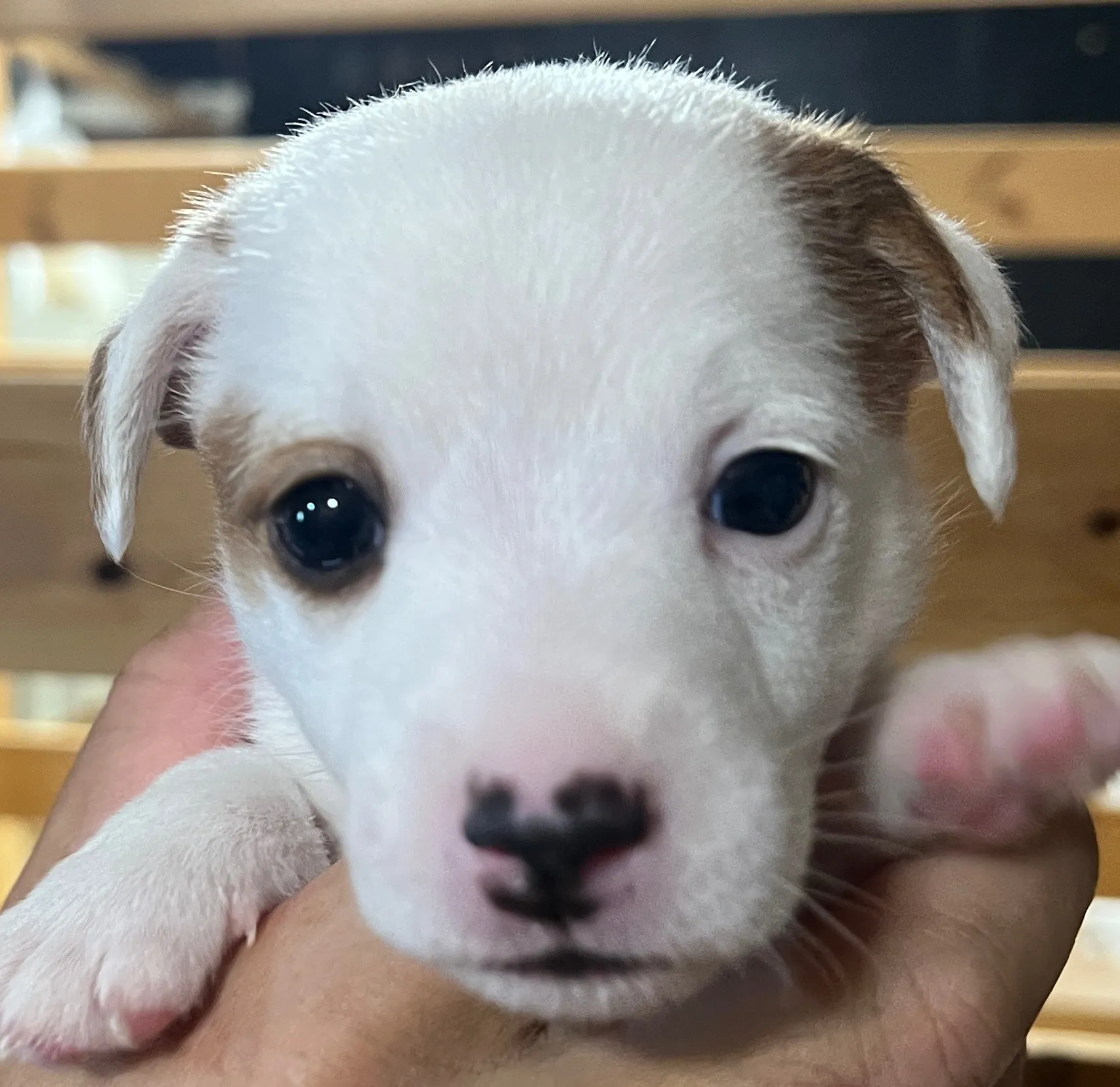 あんこ長女ちゃん、2025年6月18日生まれ