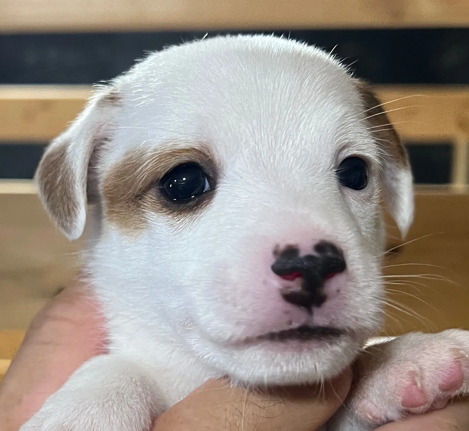 あんこ長女ちゃん、2025年6月18日生まれ