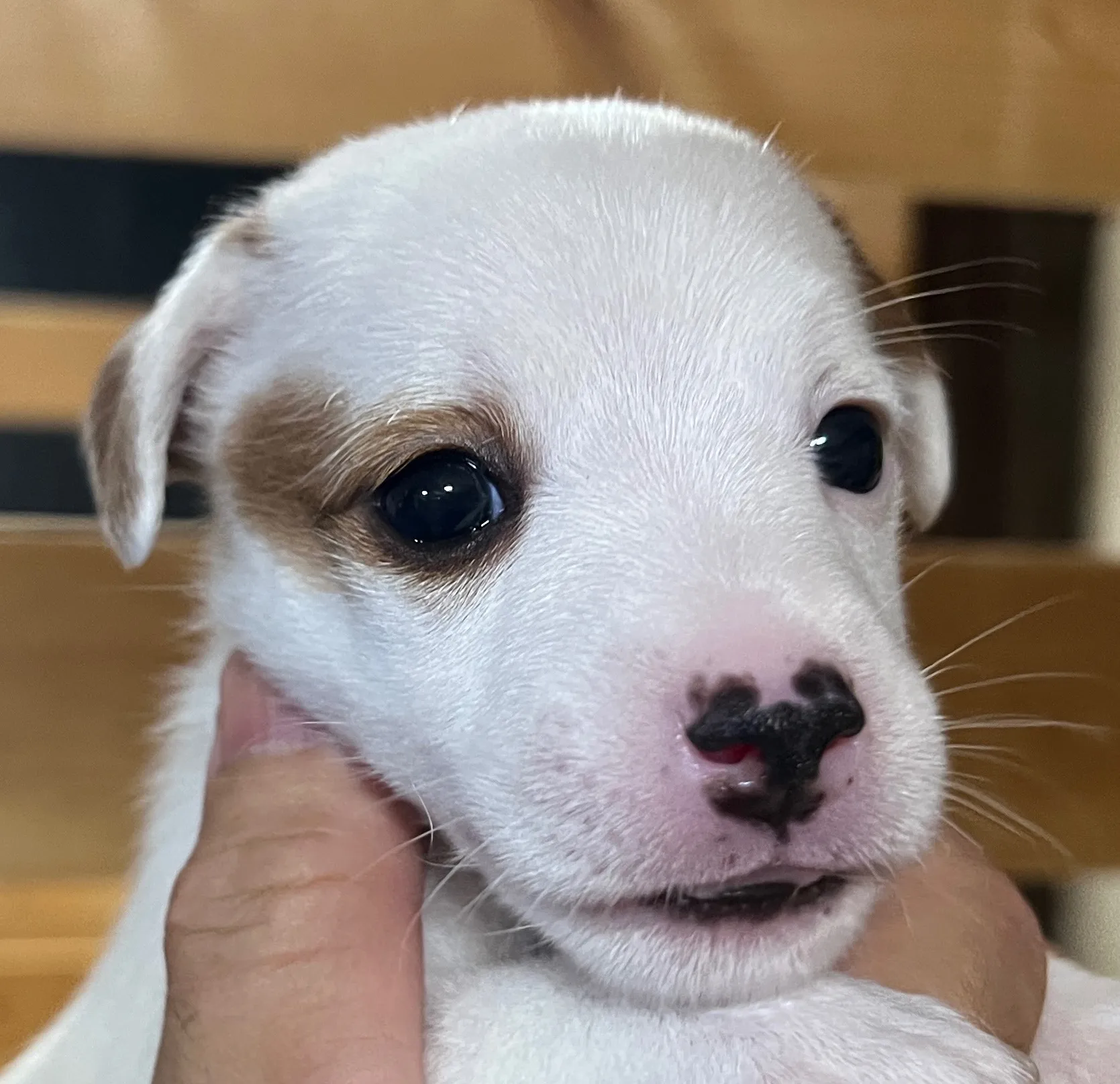 あんこ長女ちゃん、2025年6月18日生まれ