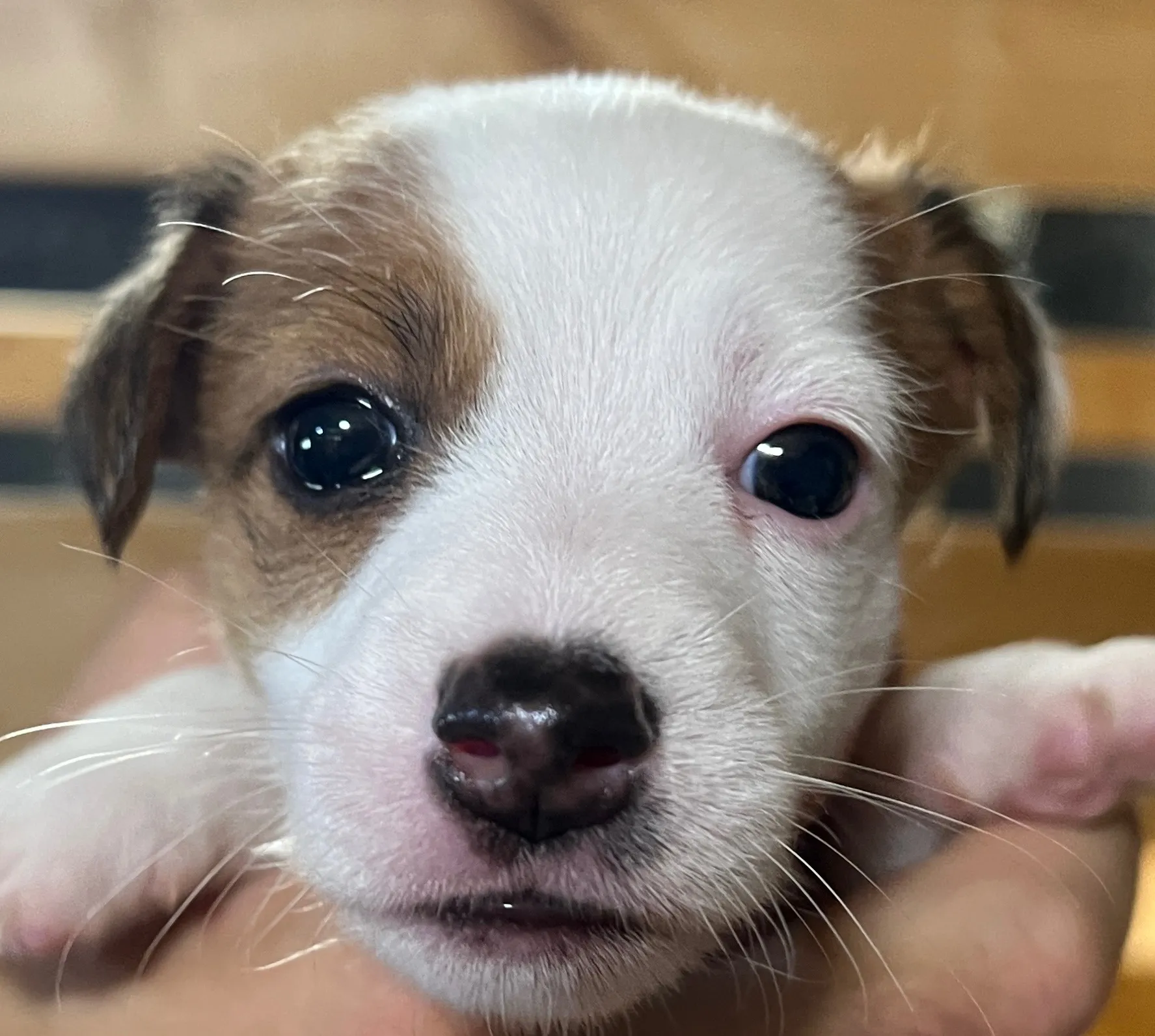 あんこ次女ちゃん、2025年6月18日生まれ
