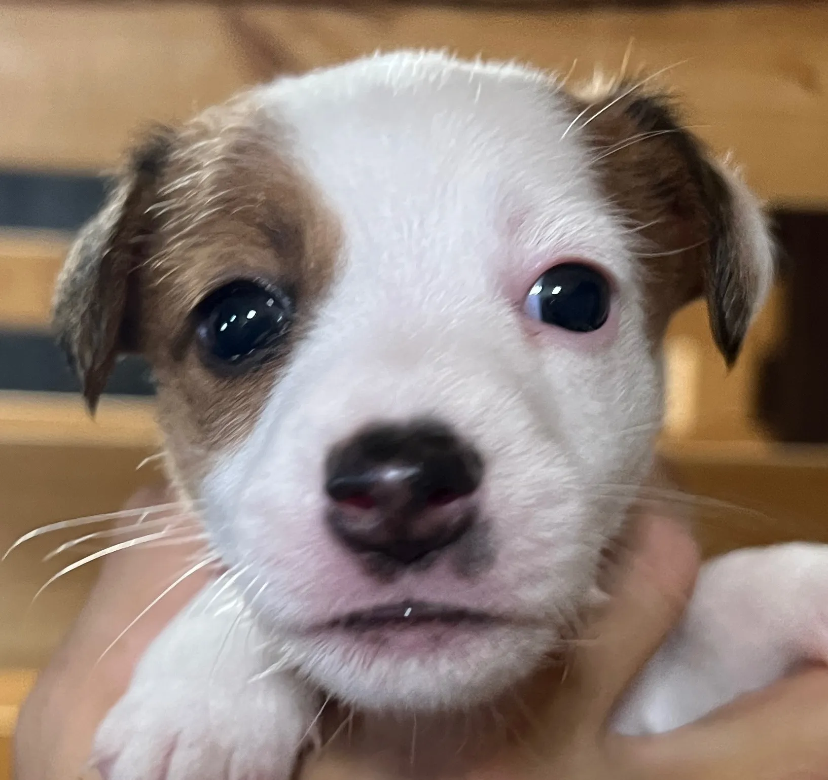 あんこ次女ちゃん、2025年6月18日生まれ