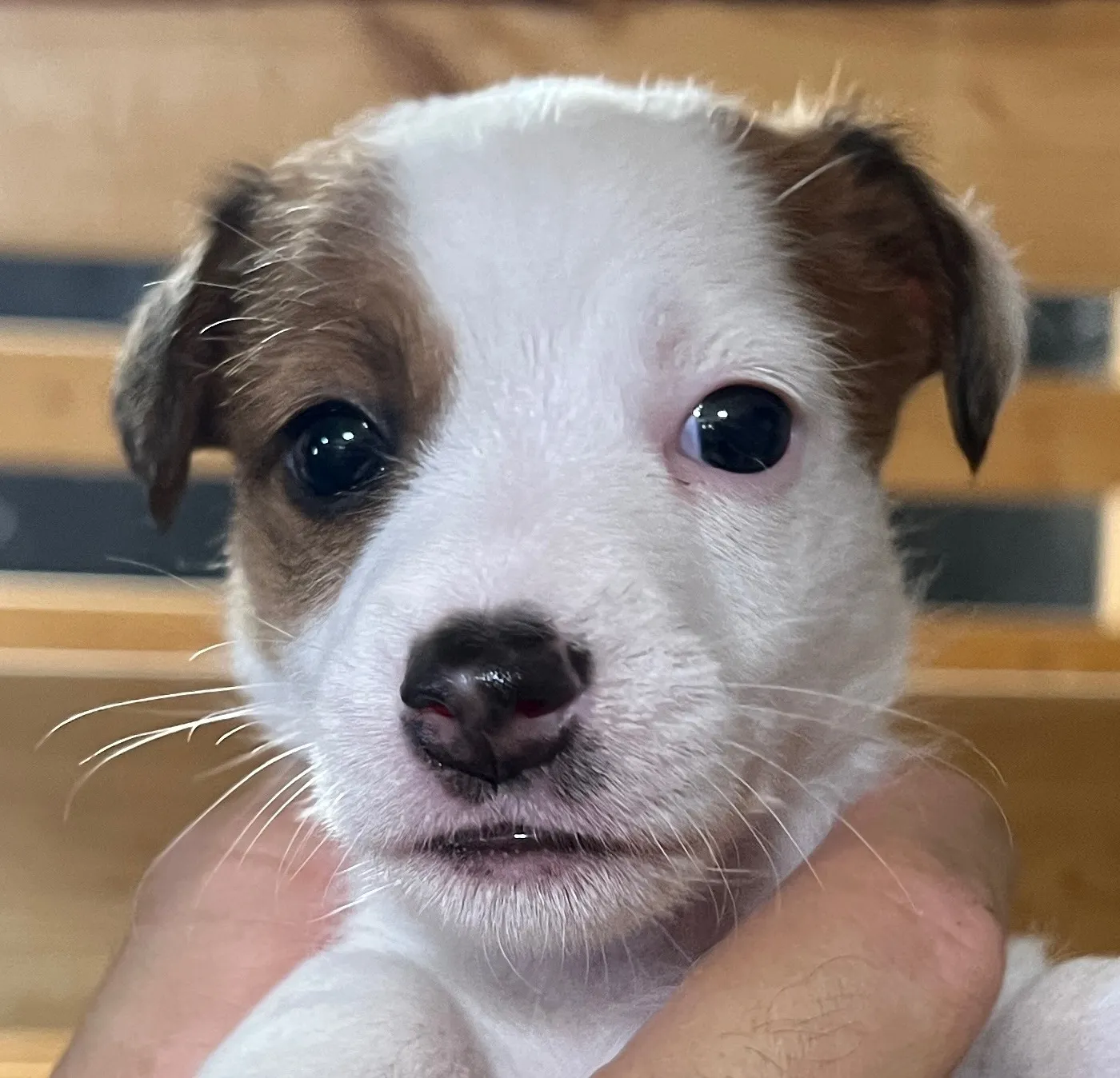 あんこ次女ちゃん、2025年6月18日生まれ