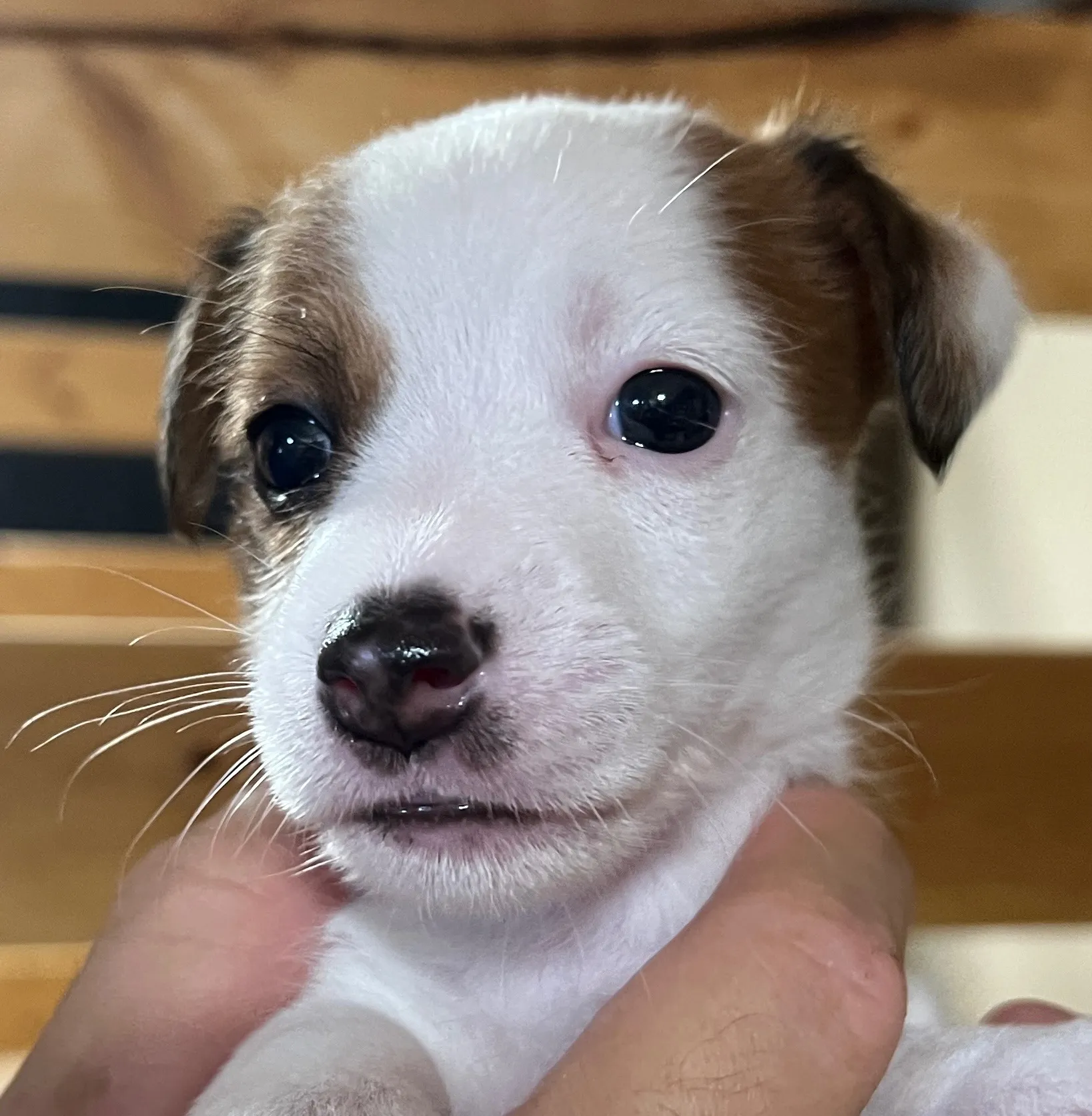 あんこ次女ちゃん、2025年6月18日生まれ
