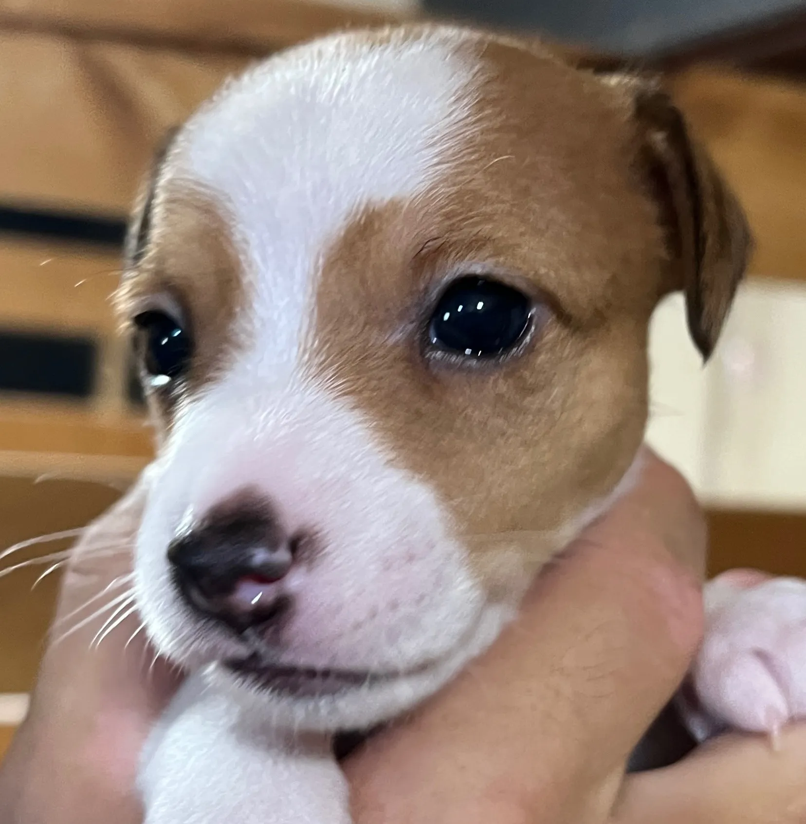 あんこ三女ちゃん、2025年6月18日生まれ