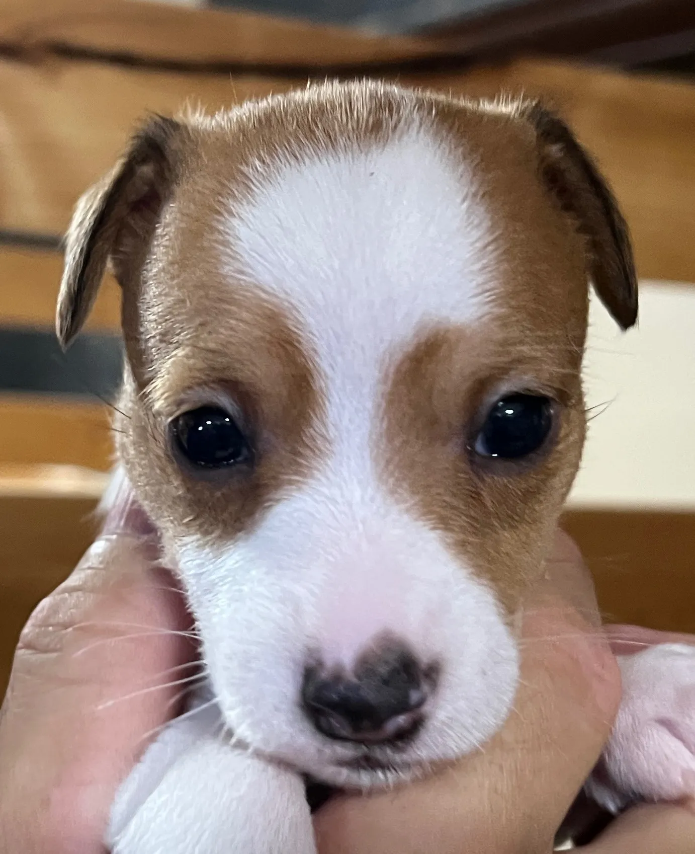 あんこ三女ちゃん、2025年6月18日生まれ