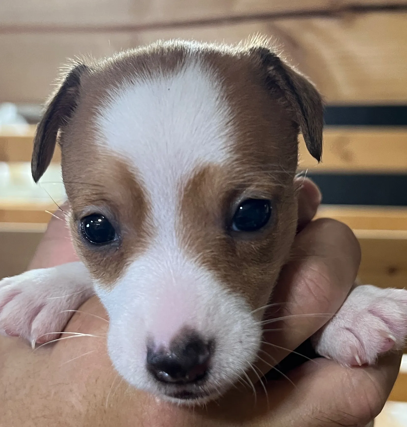 あんこ三女ちゃん、2025年6月18日生まれ