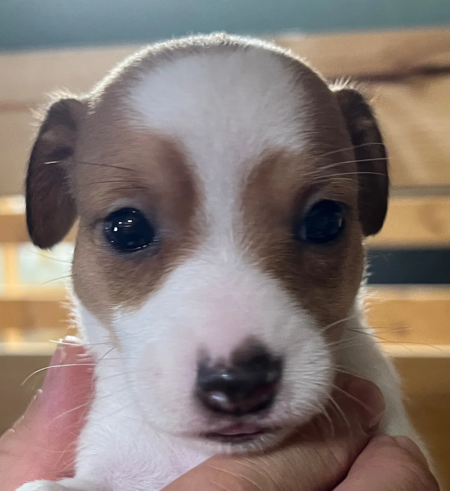 あんこ三女ちゃん、2025年6月18日生まれ