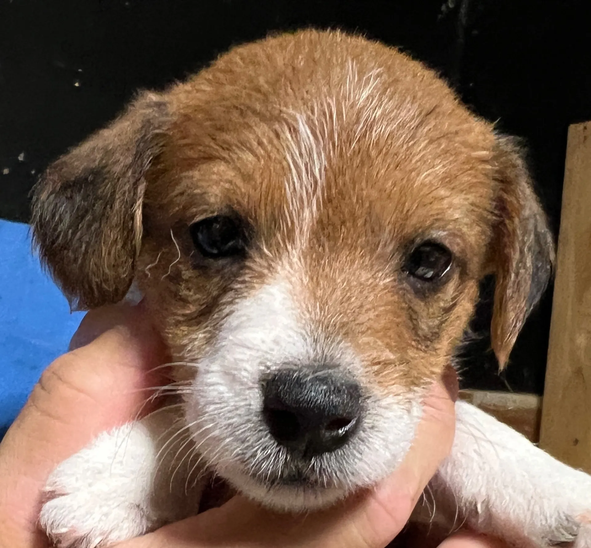 プリマ次女ちゃん、2025年6月17日生まれ