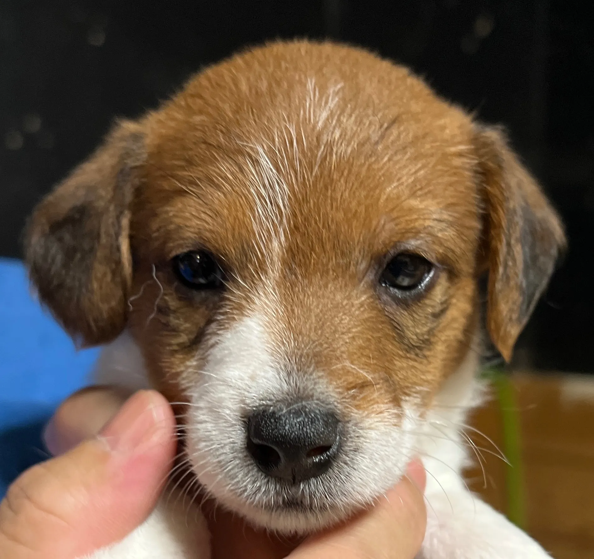 プリマ次女ちゃん、2025年6月17日生まれ