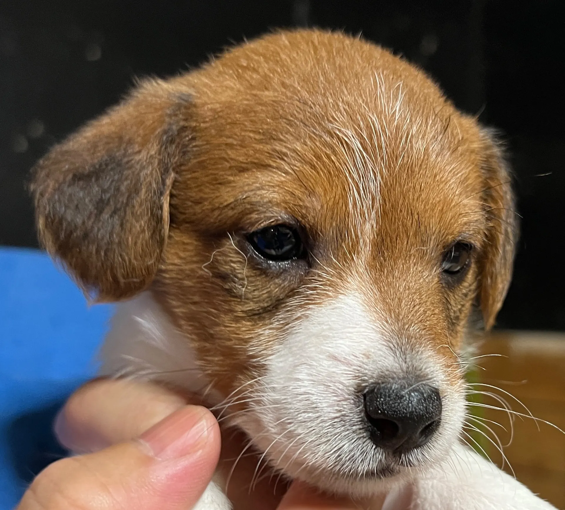プリマ次女ちゃん、2025年6月17日生まれ