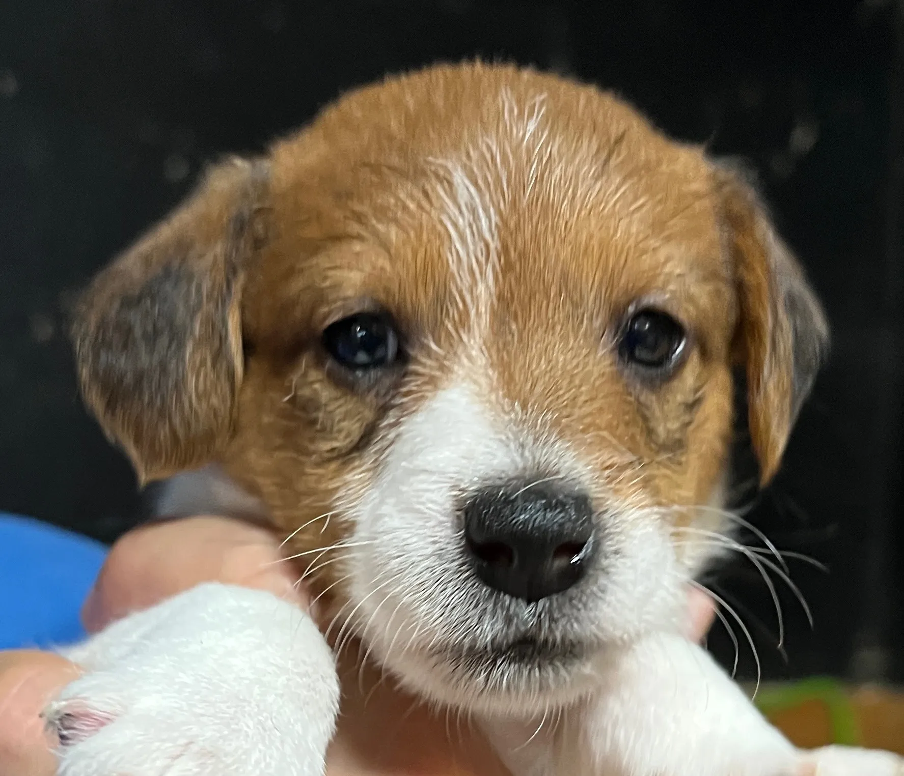 プリマ次女ちゃん、2025年6月17日生まれ