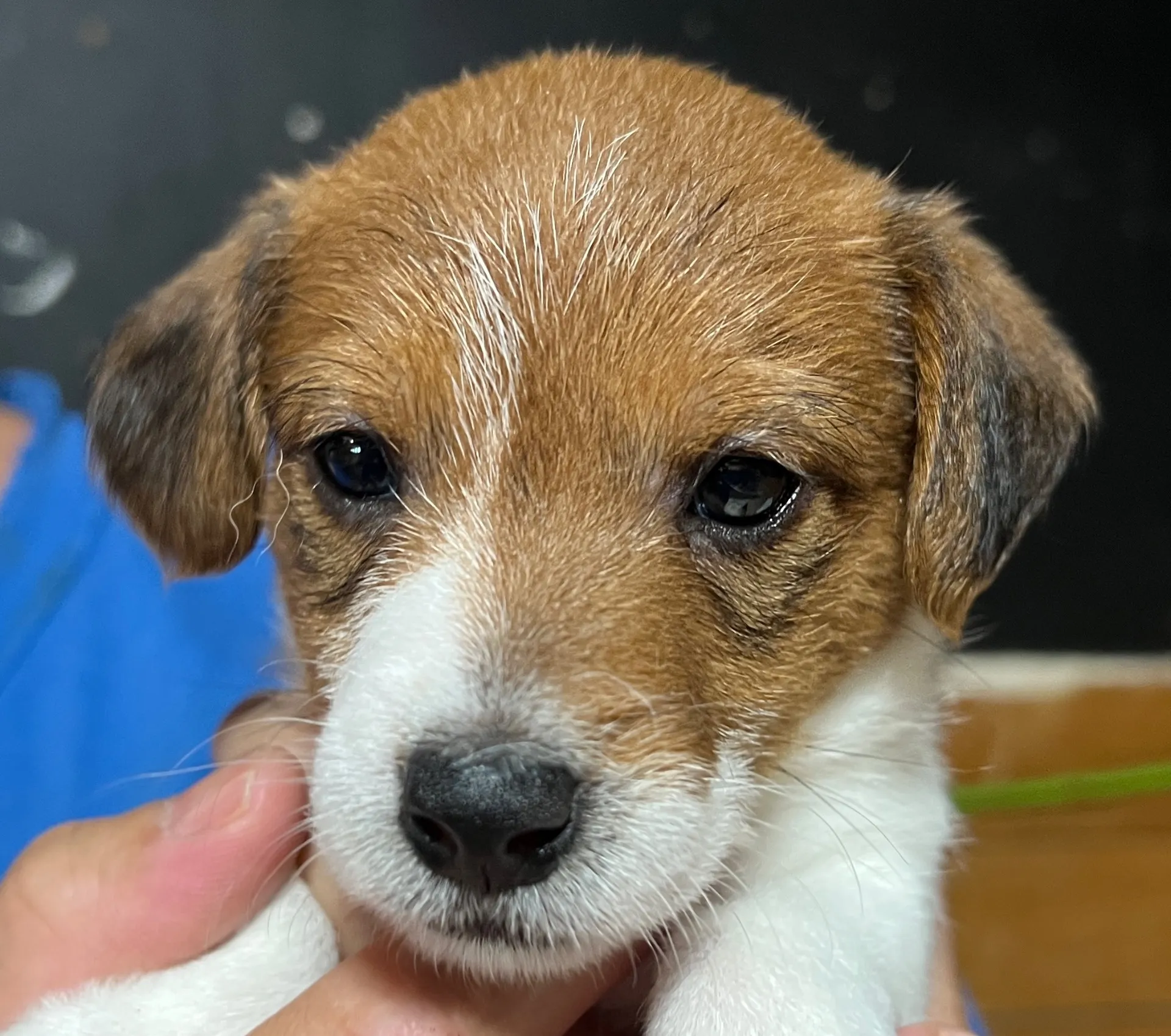 プリマ次女ちゃん、2025年6月17日生まれ