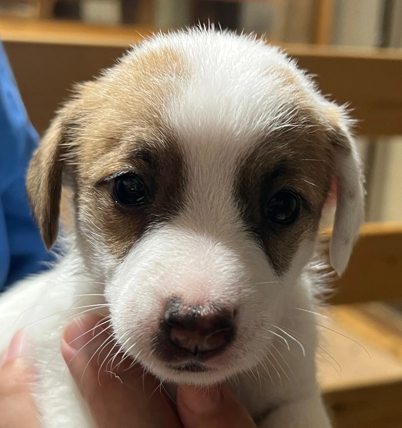 くろみつ三女ちゃん、2025年6月11日生まれ