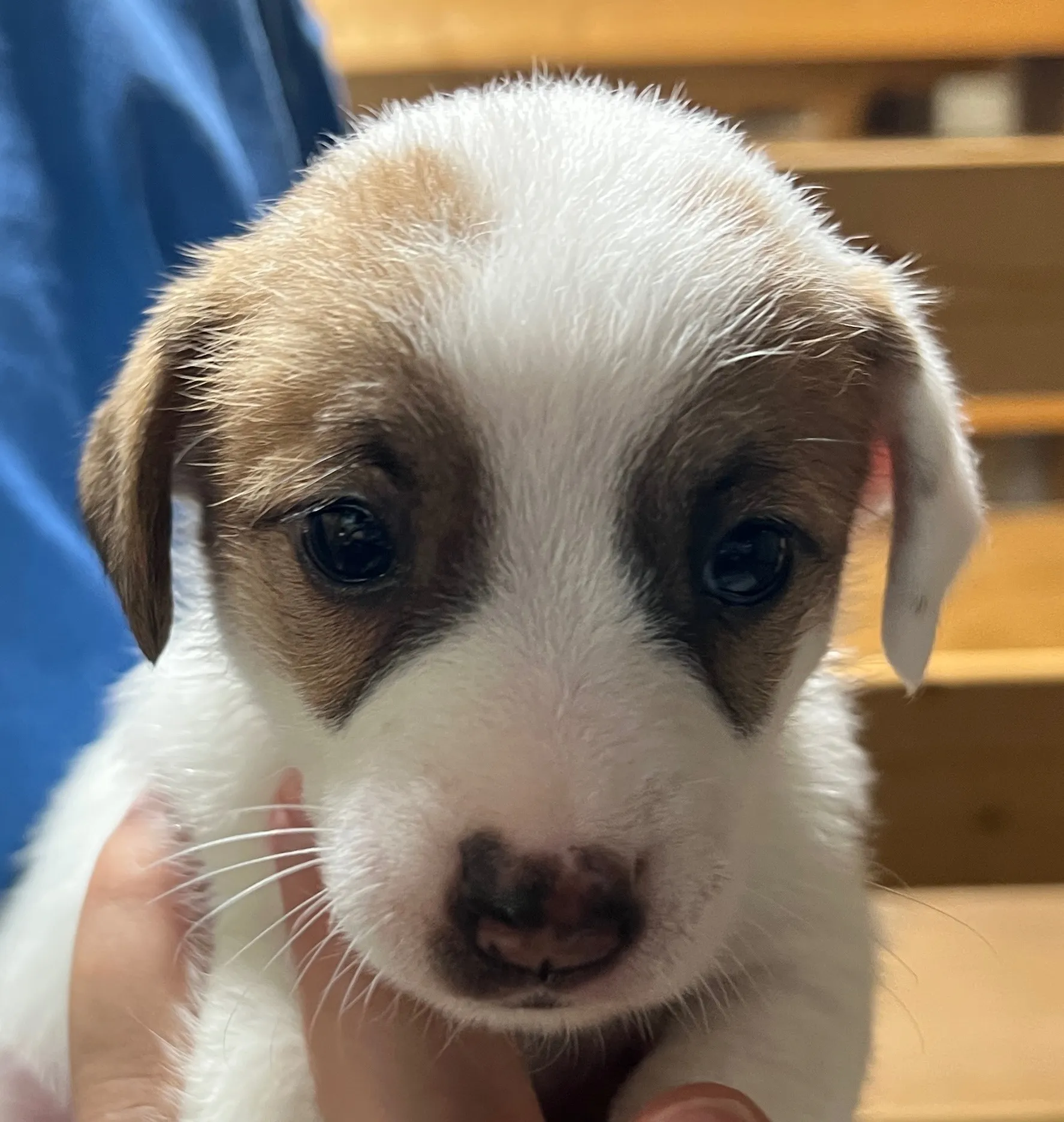 くろみつ三女ちゃん、2025年6月11日生まれ