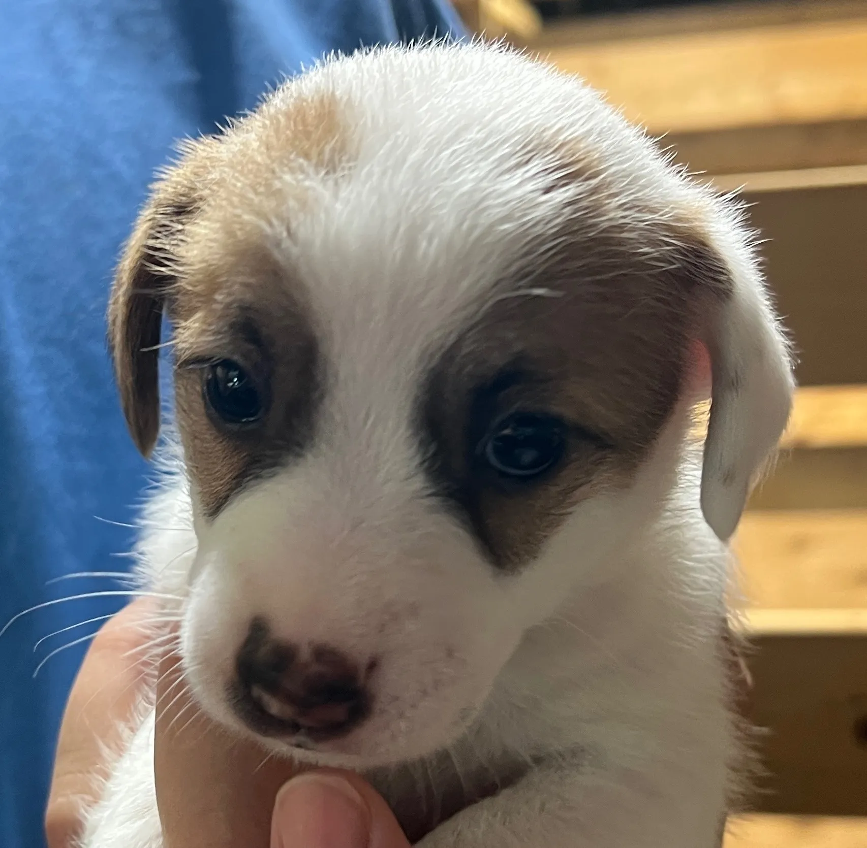 くろみつ三女ちゃん、2025年6月11日生まれ