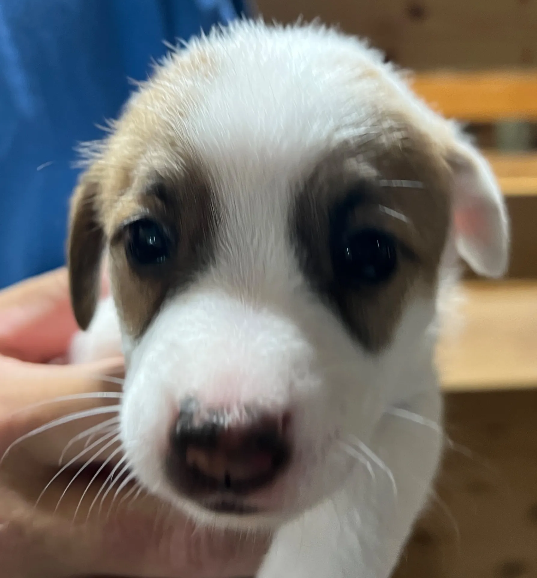くろみつ三女ちゃん、2025年6月11日生まれ