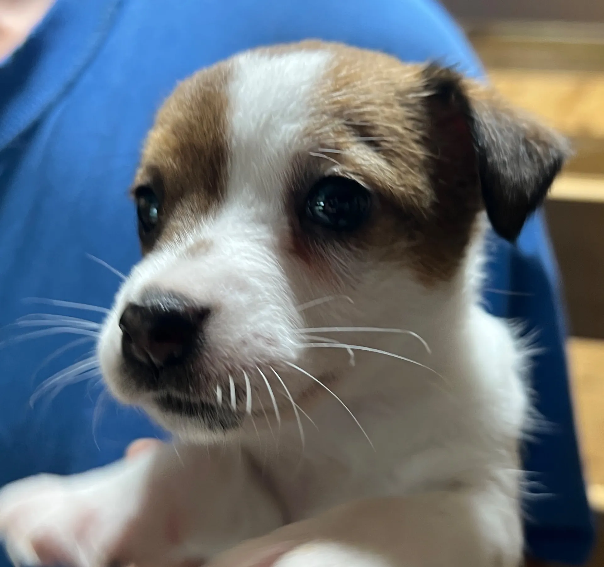 くろみつ次女ちゃん、2025年6月11日生まれ