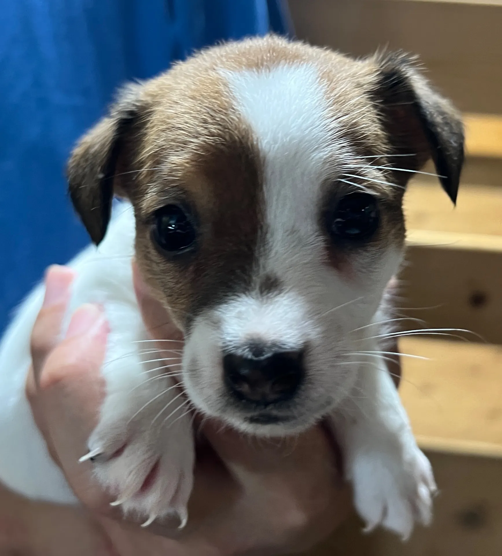 くろみつ次女ちゃん、2025年6月11日生まれ