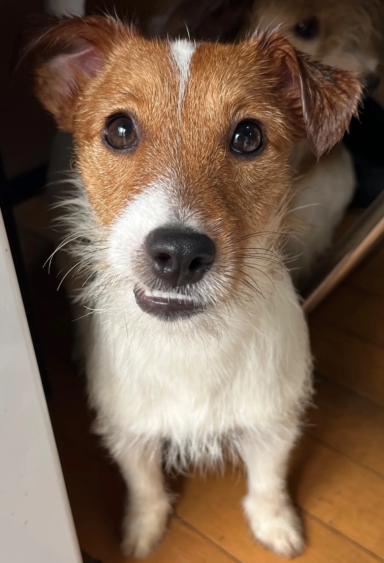 やえ次男くん2024年12月7日生まれ