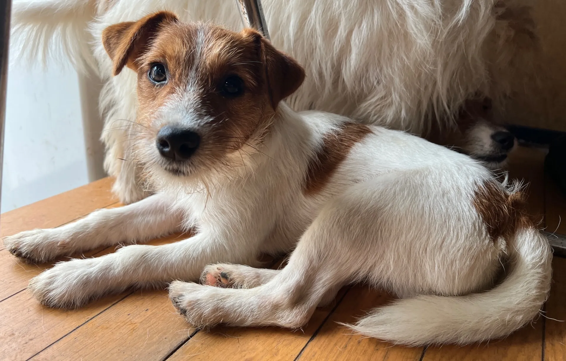 やえ三男くん2024年12月7日生まれ