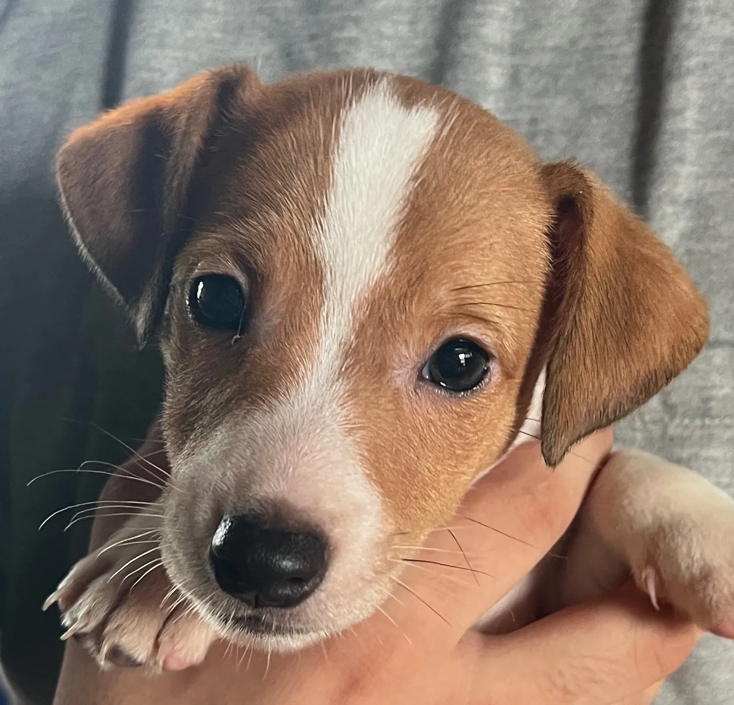 あんこ長男くん、2025年6月18日生まれ