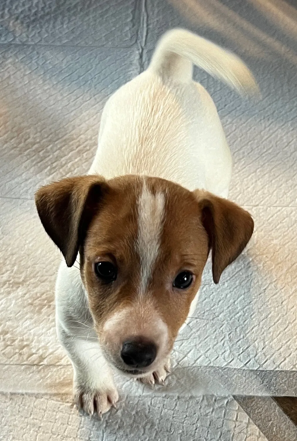 あんこ長男くん、2025年6月18日生まれ