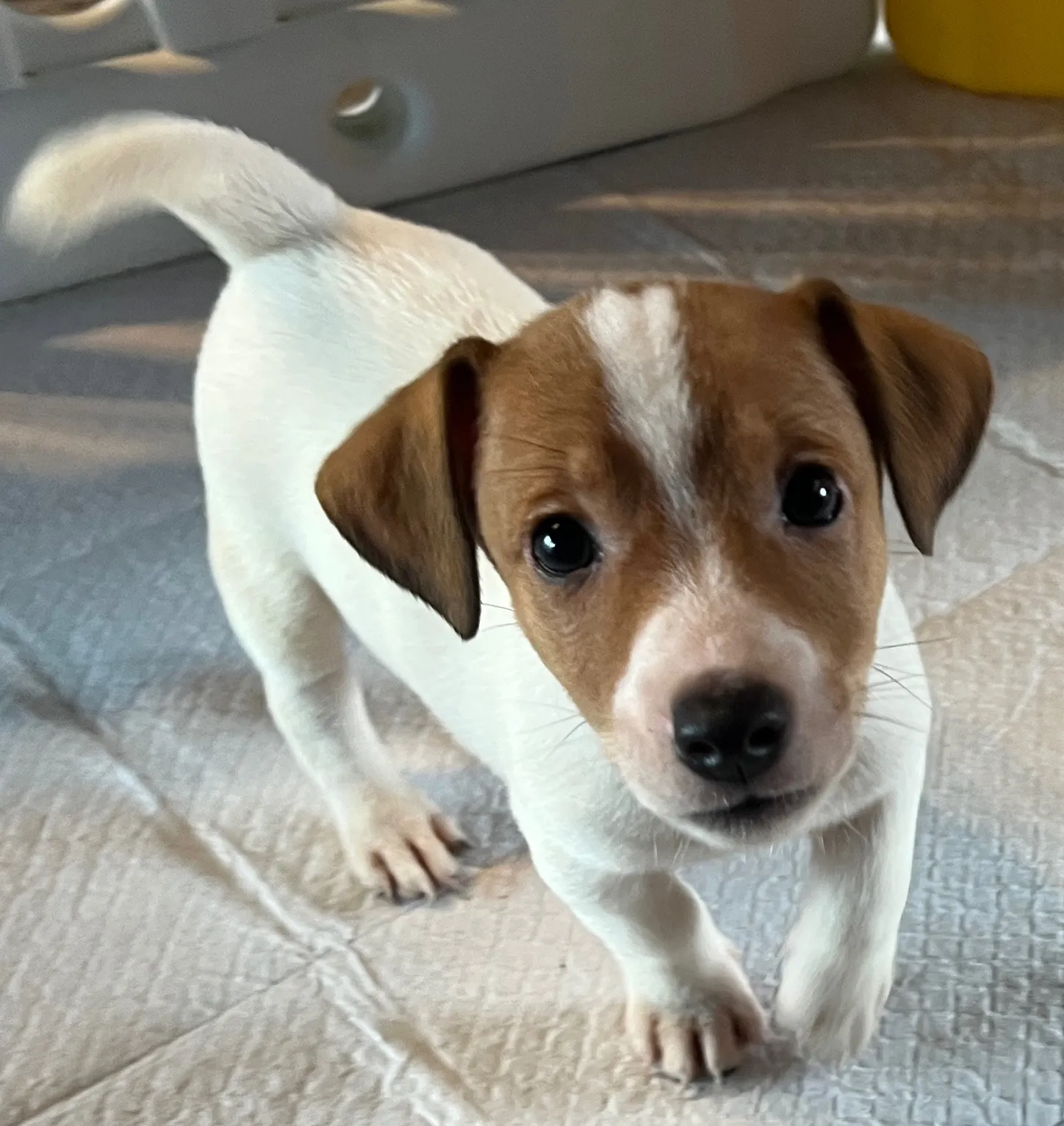 あんこ長男くん、2025年6月18日生まれ