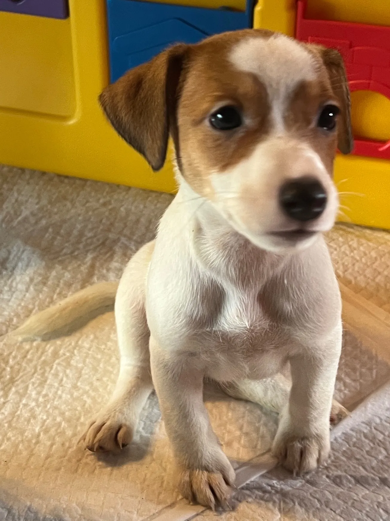 あんこ三女ちゃん、2025年6月18日生まれ