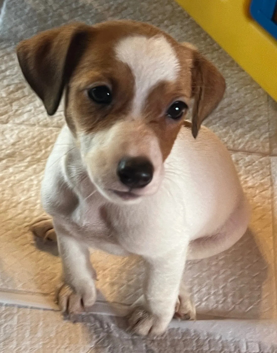 あんこ三女ちゃん、2025年6月18日生まれ