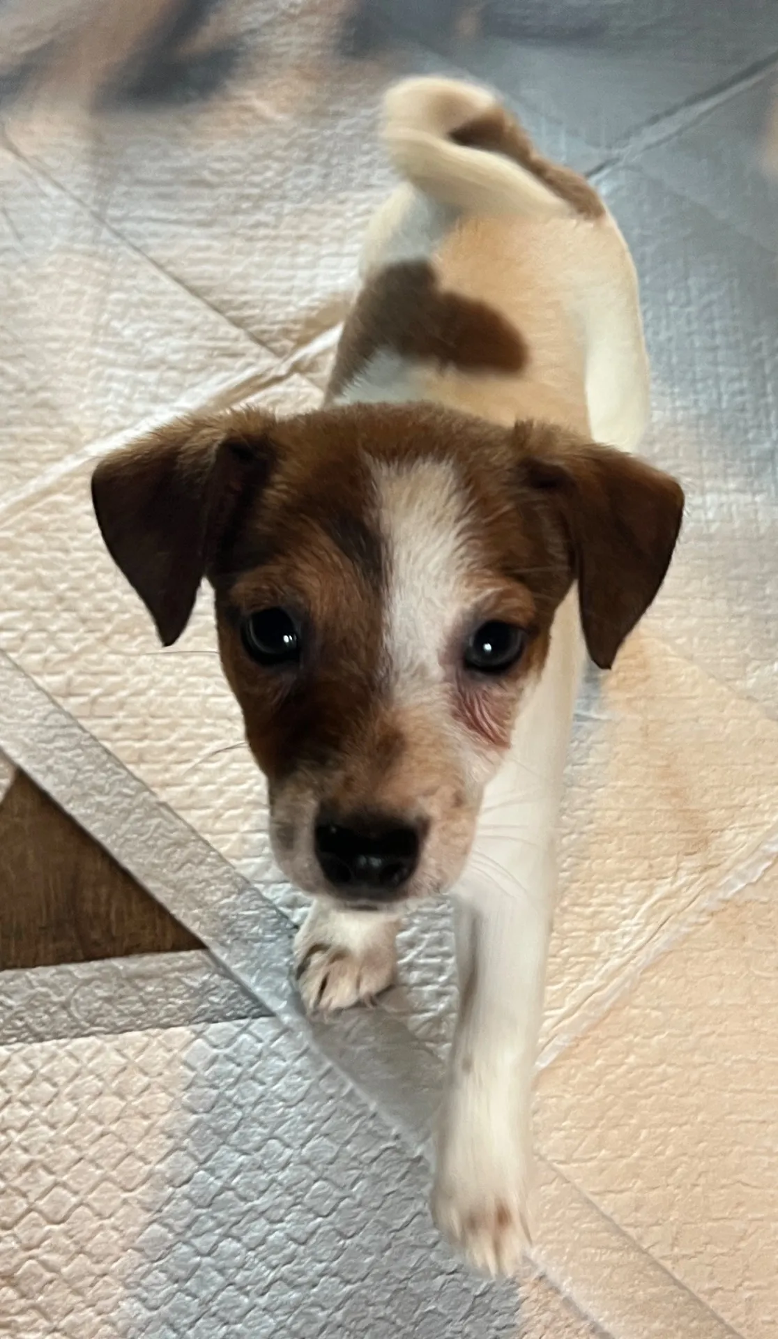 くろみつ次女ちゃん、2025年6月11日生まれ