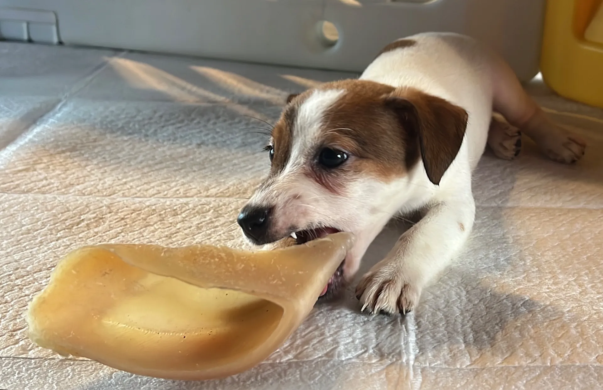 くろみつ次女ちゃん、2025年6月11日生まれ