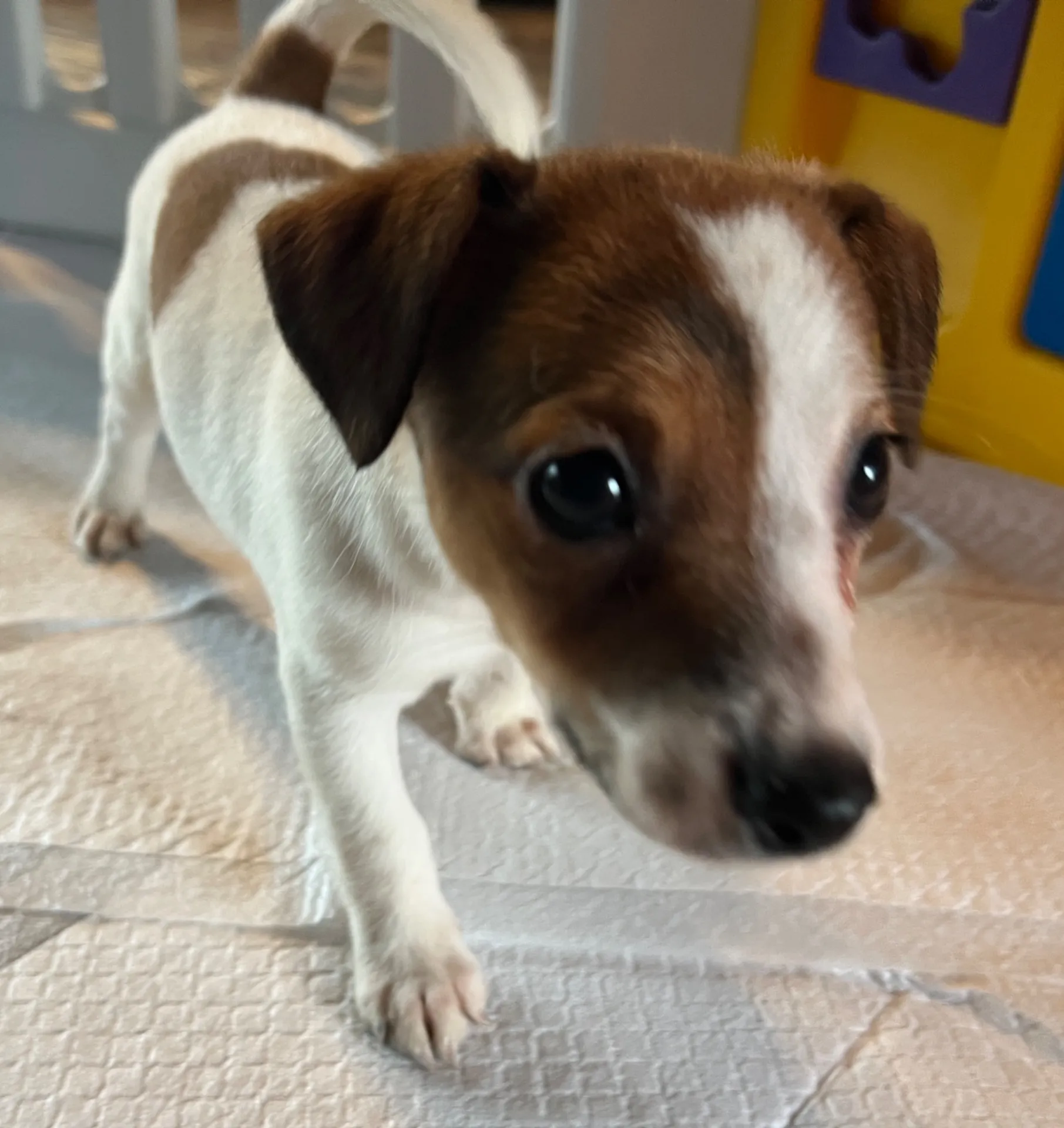 くろみつ次女ちゃん、2025年6月11日生まれ