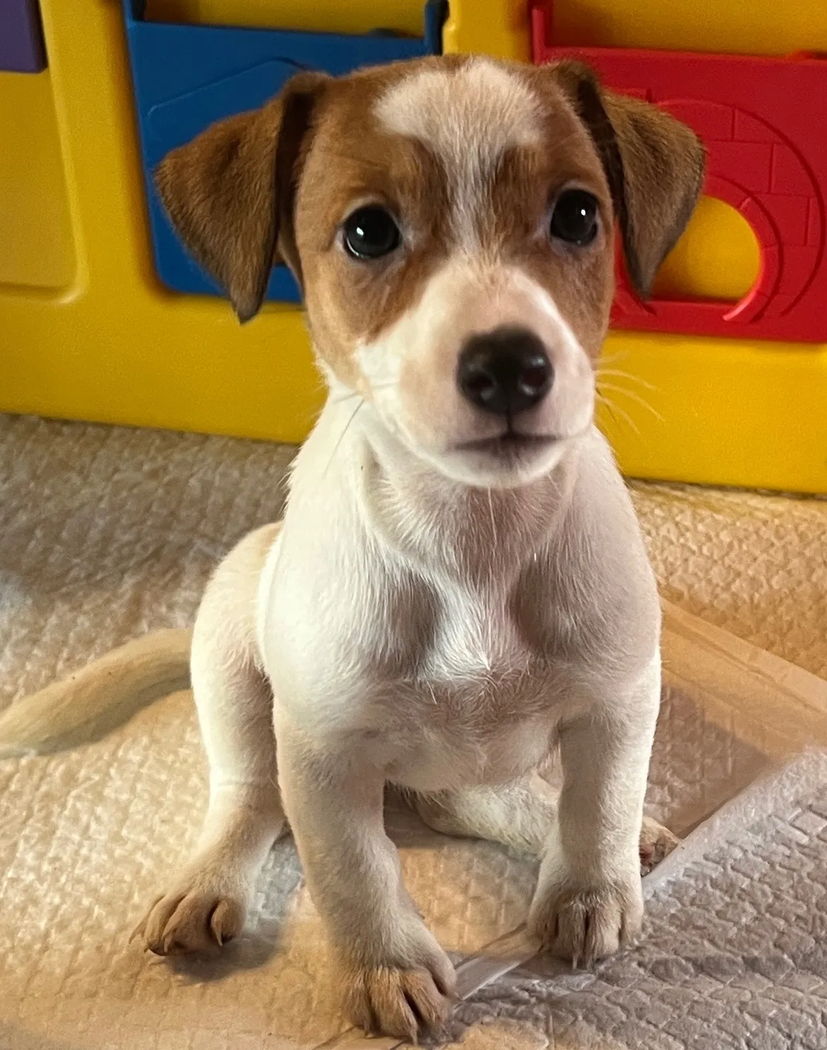 あんこ三女ちゃん、2025年6月18日生まれ