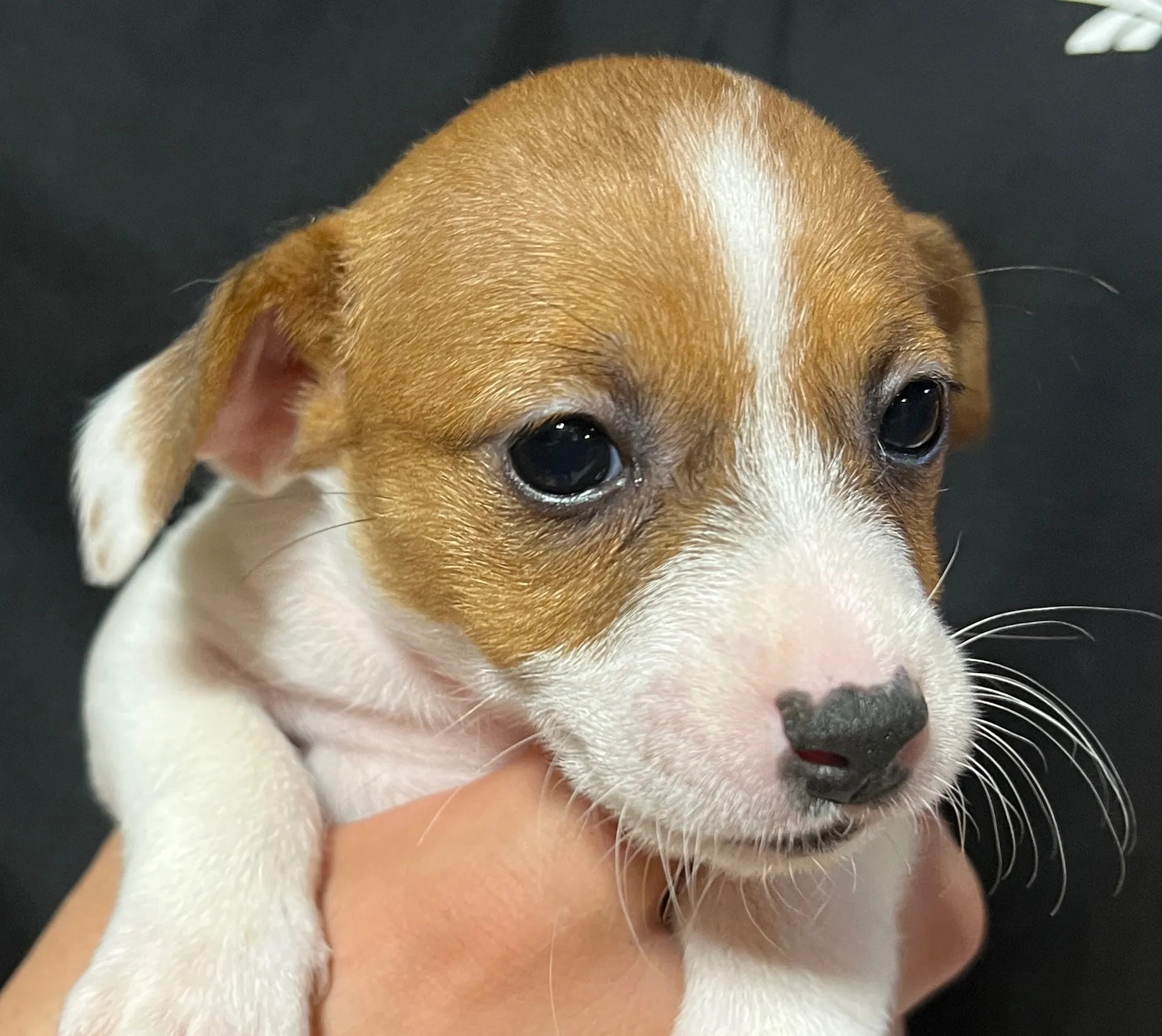 りあら次女ちゃん、2025年10月14日生まれ