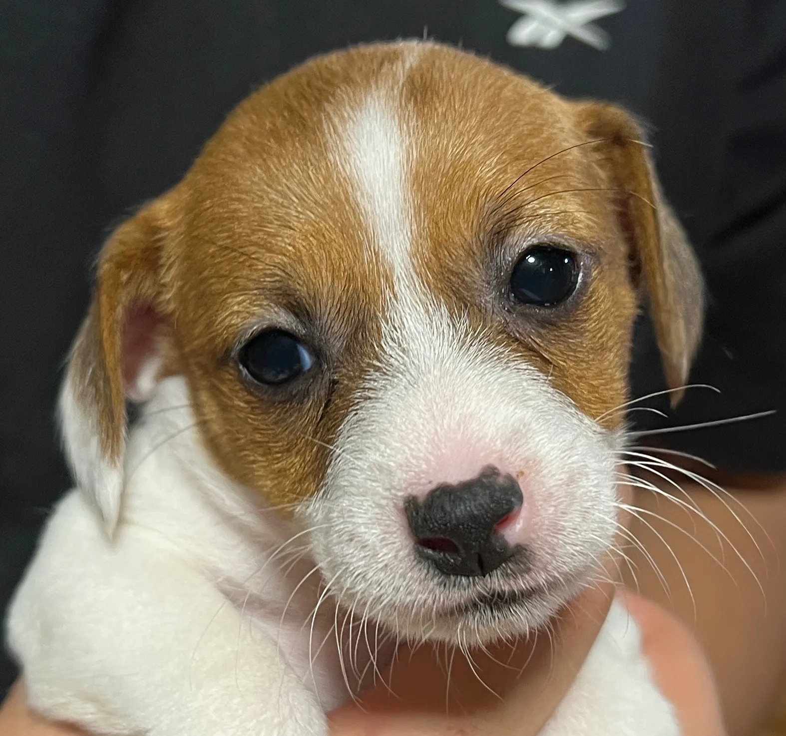 りあら次女ちゃん、2025年10月14日生まれ