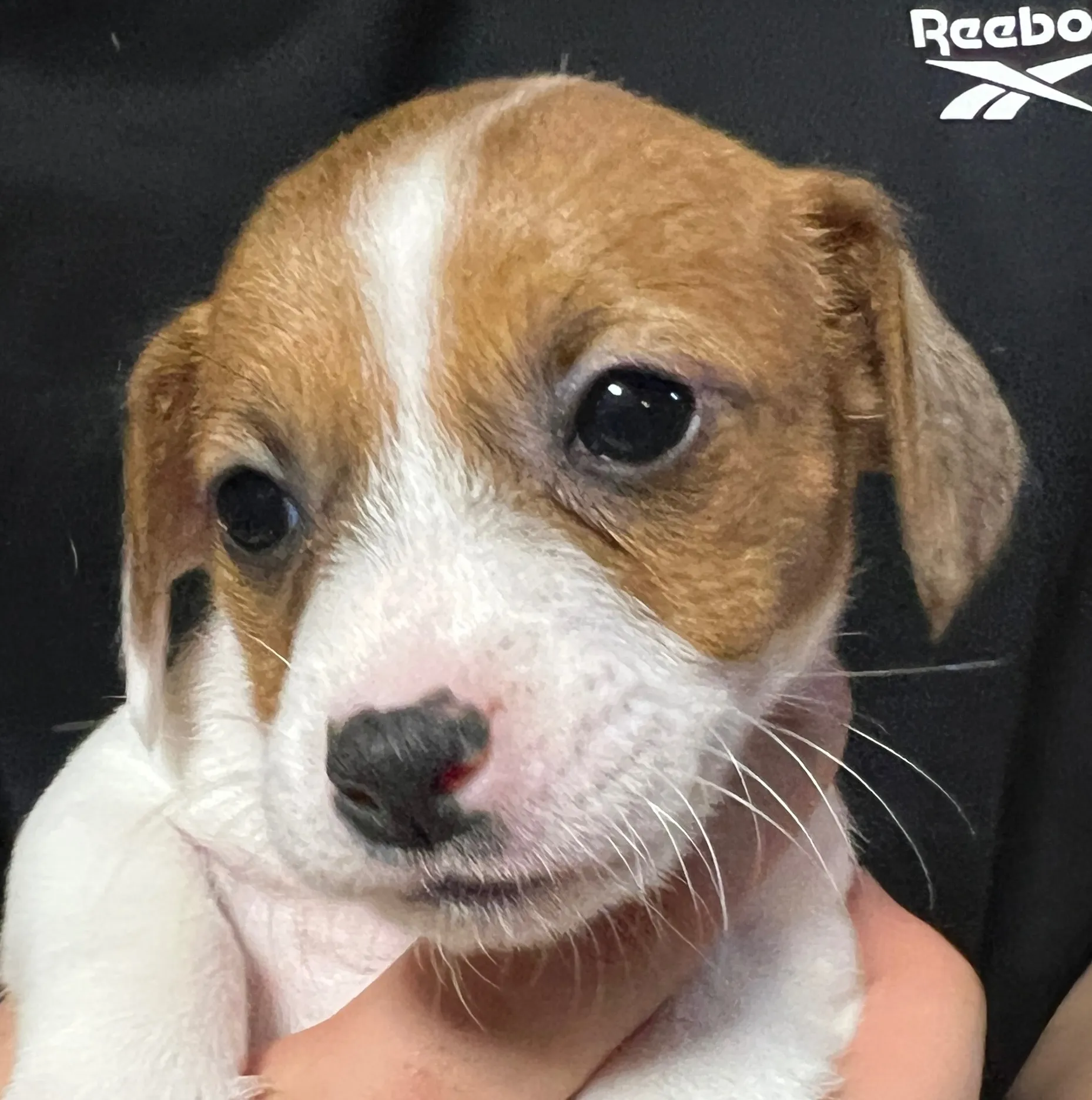 りあら次女ちゃん、2025年10月14日生まれ