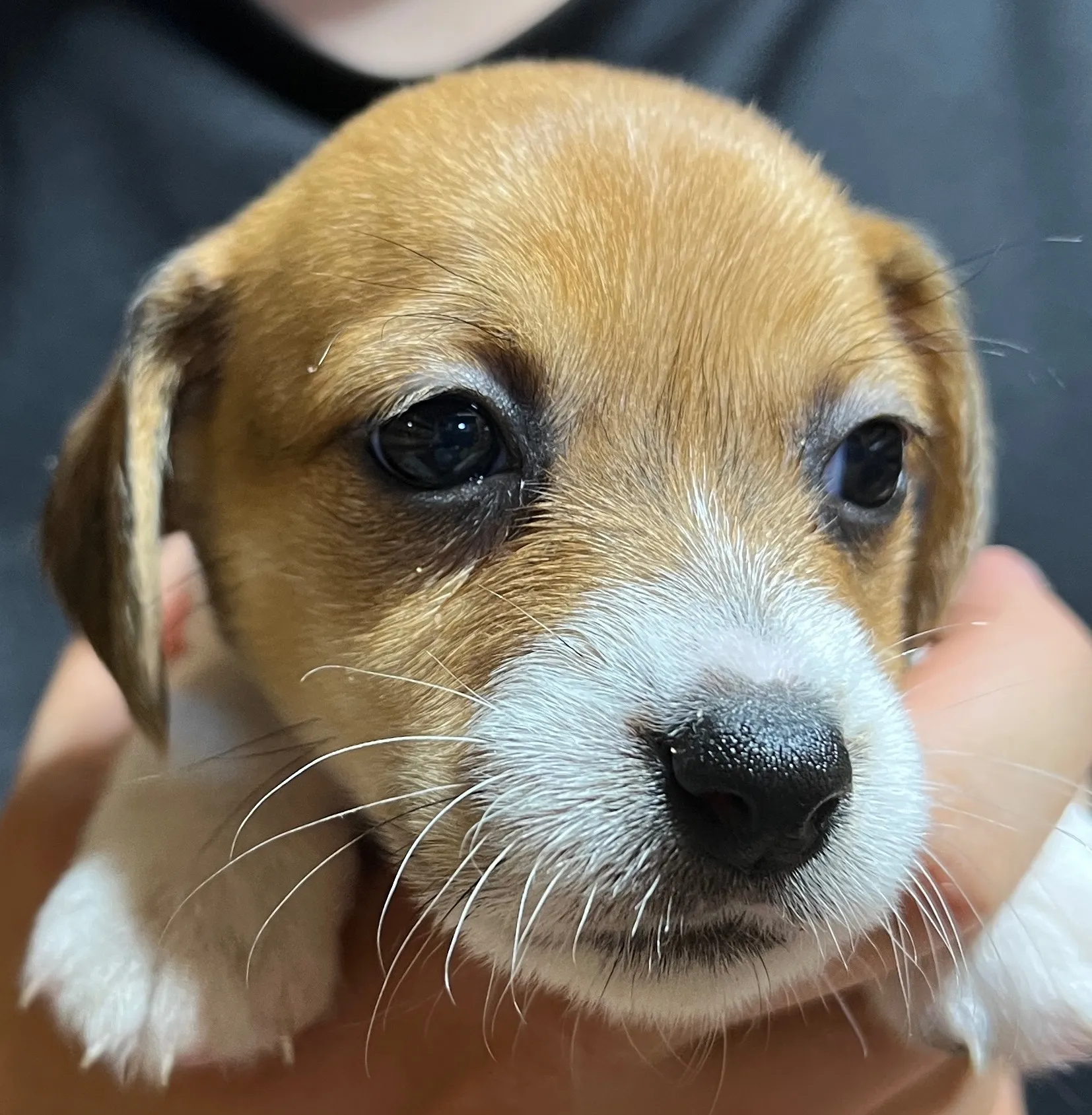 りあら三女ちゃん、2025年10月14日生まれ
