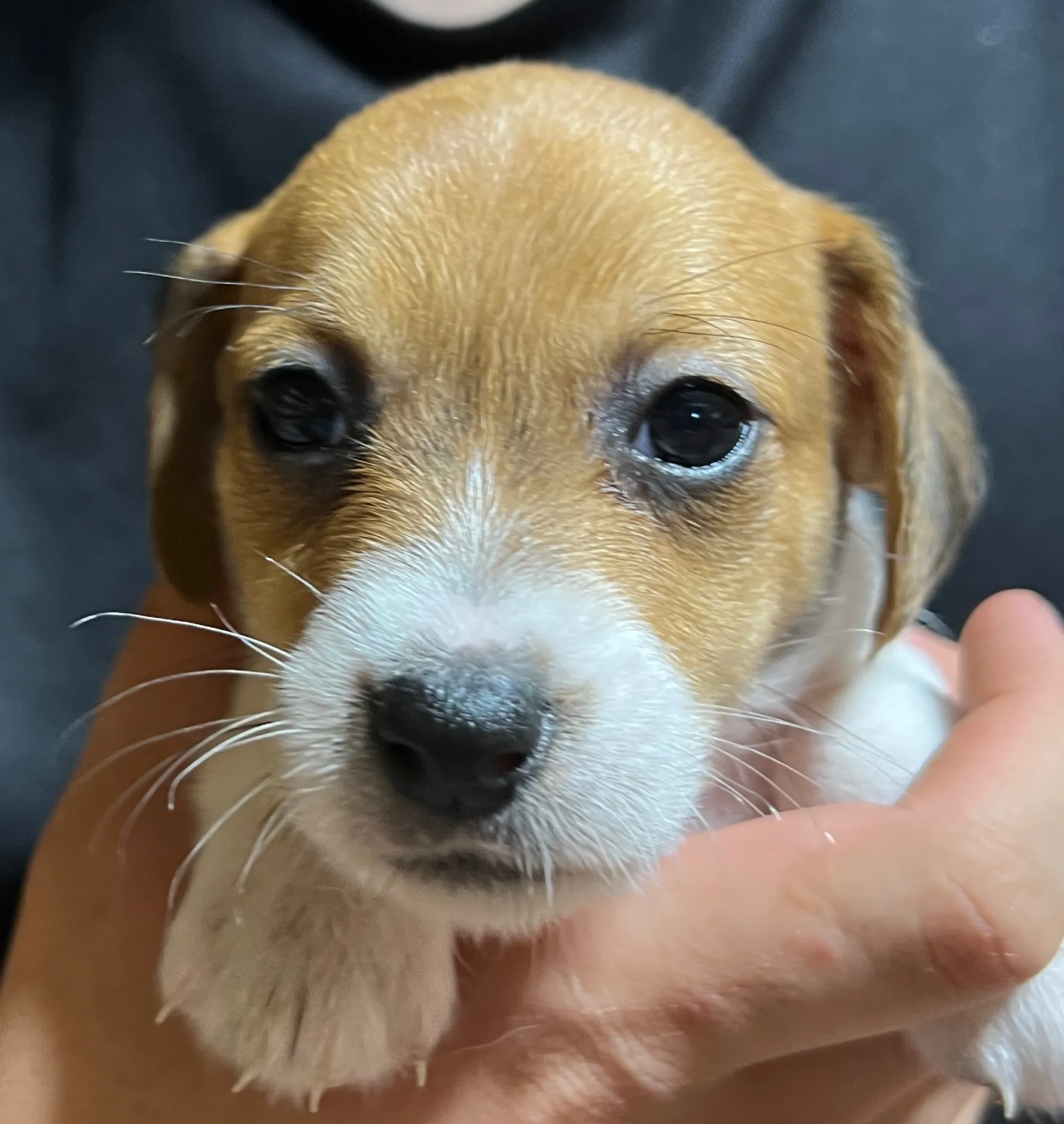 りあら三女ちゃん、2025年10月14日生まれ