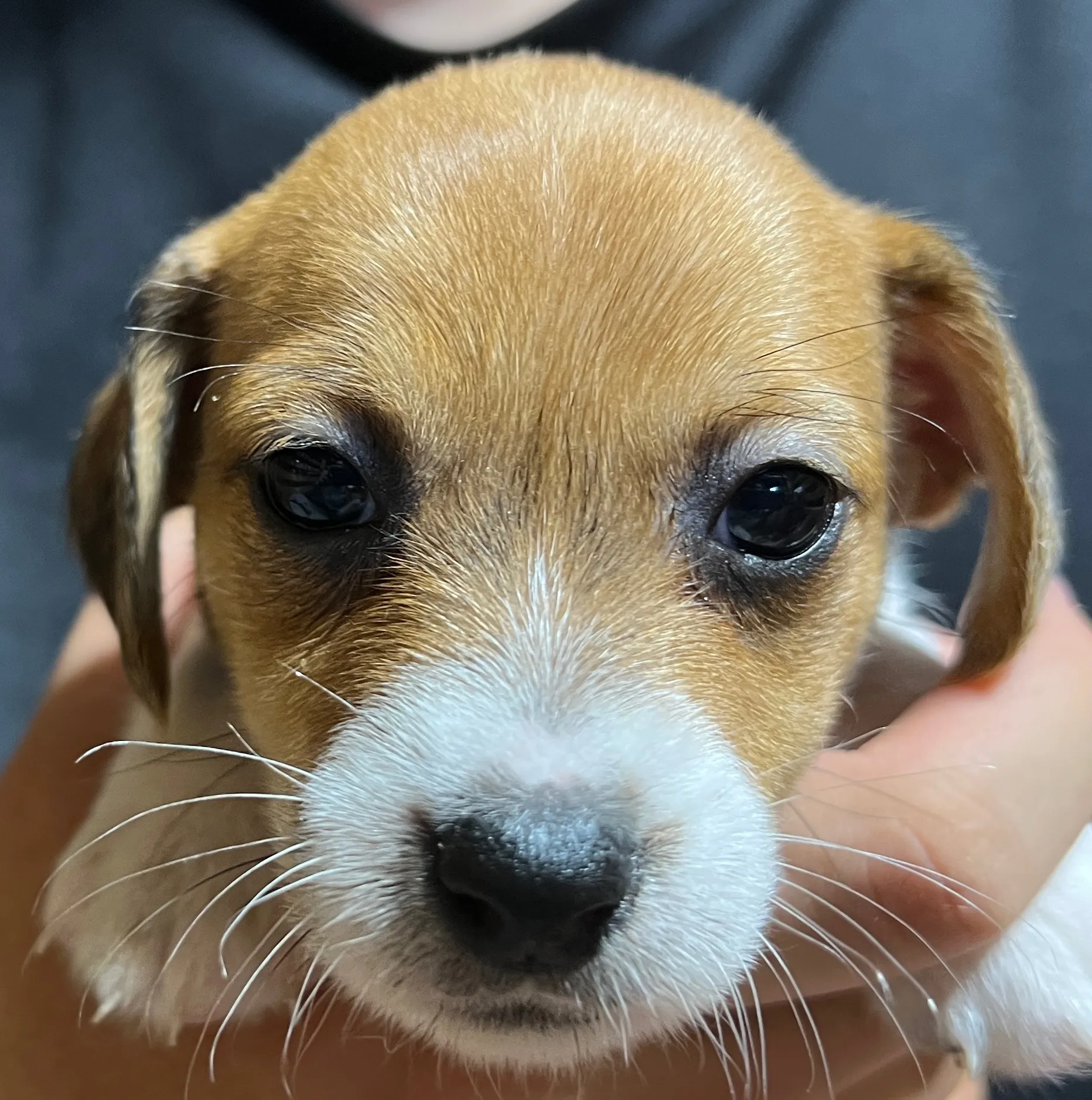 りあら三女ちゃん、2025年10月14日生まれ