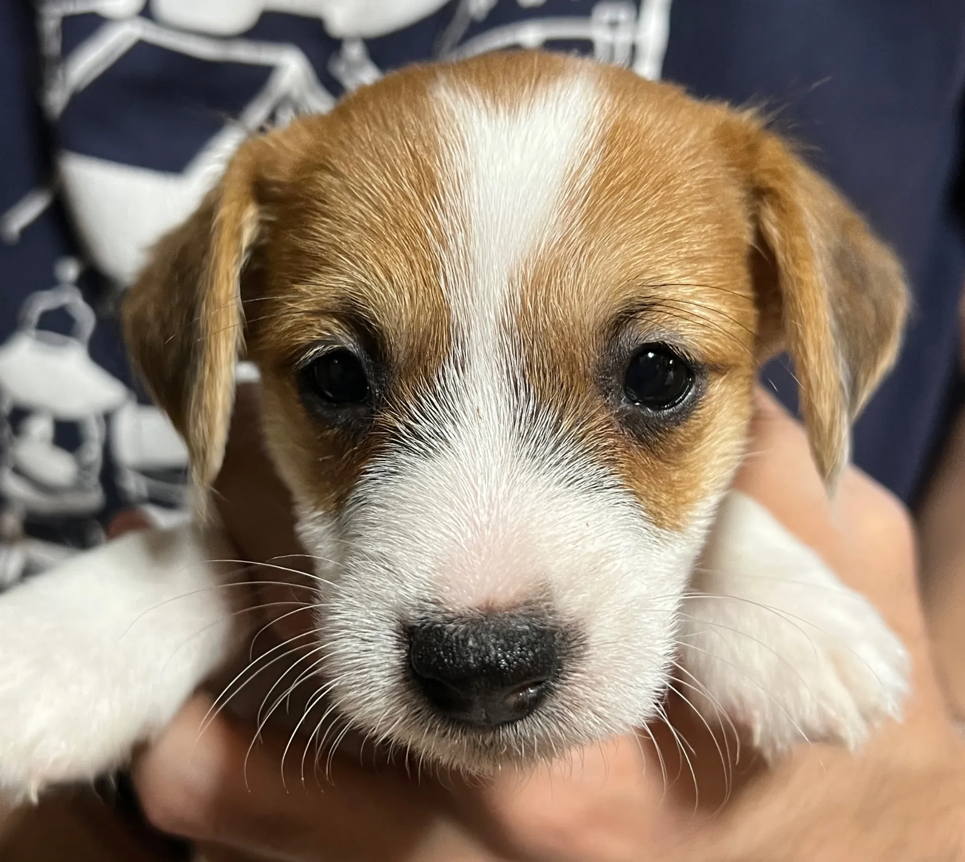 かりんとう次男くん、2025年10月6日生まれ