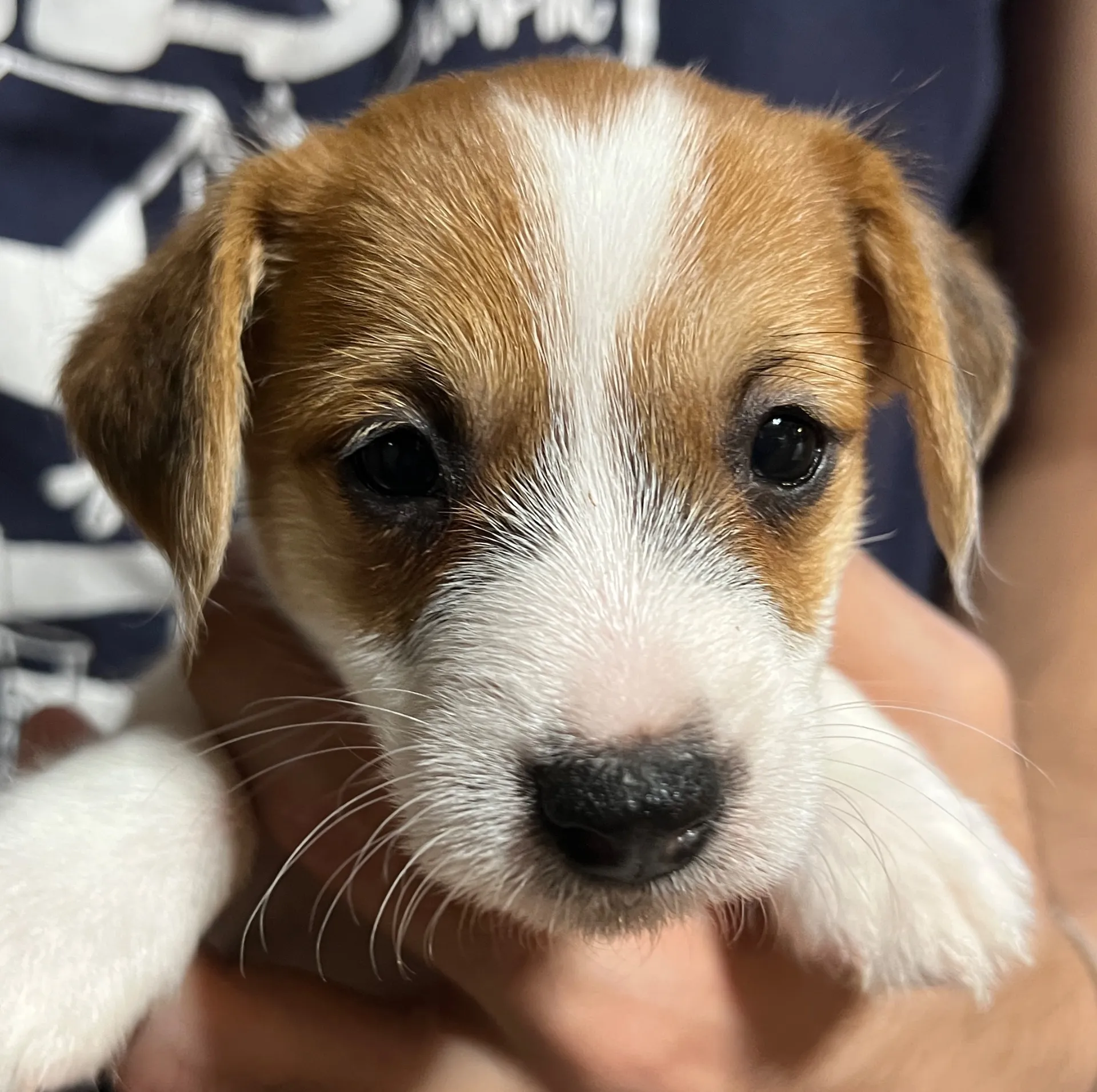 かりんとう次男くん、2025年10月6日生まれ