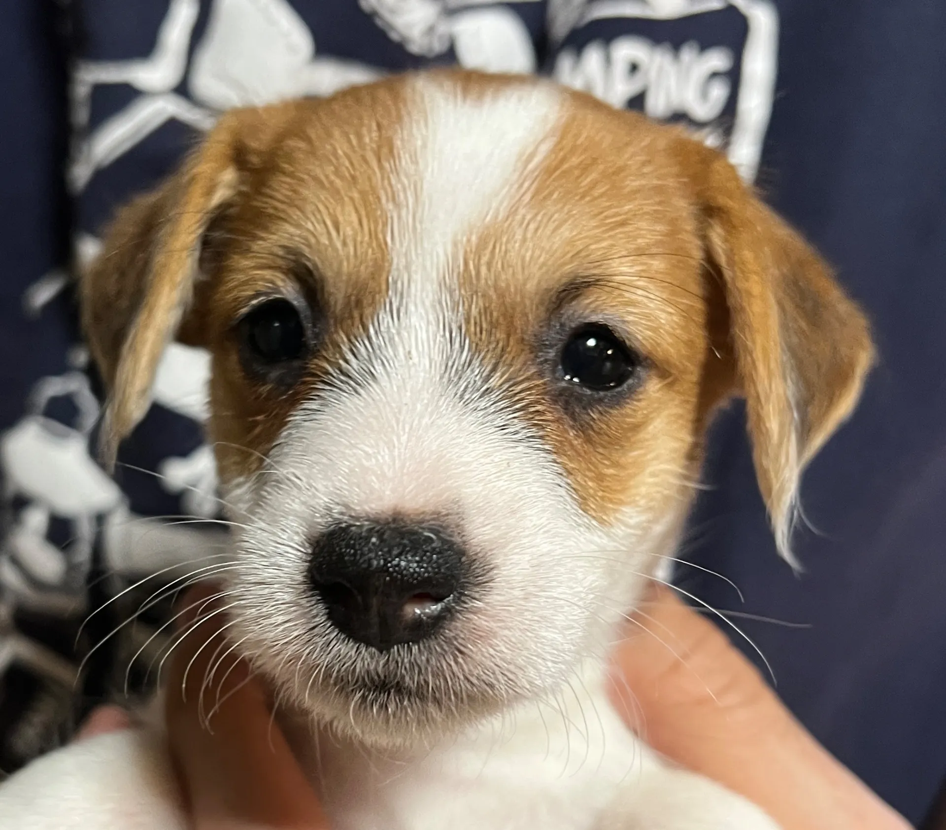 かりんとう次男くん、2025年10月6日生まれ