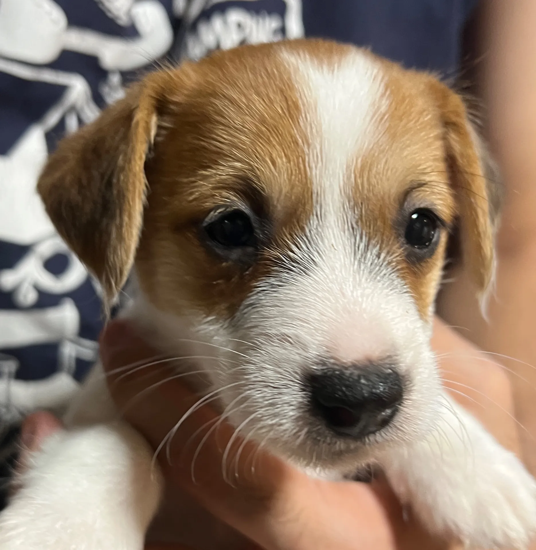 かりんとう次男くん、2025年10月6日生まれ