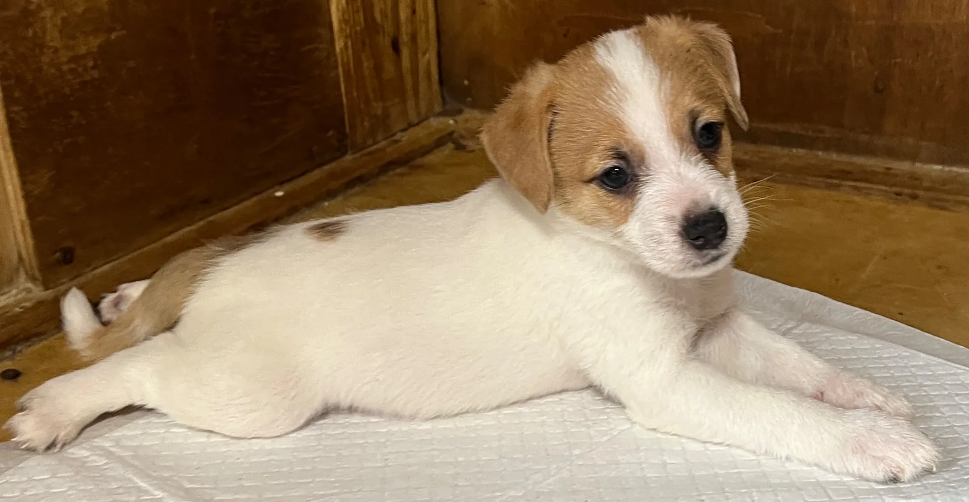 わさび三男くん、2025年10月3日生まれ