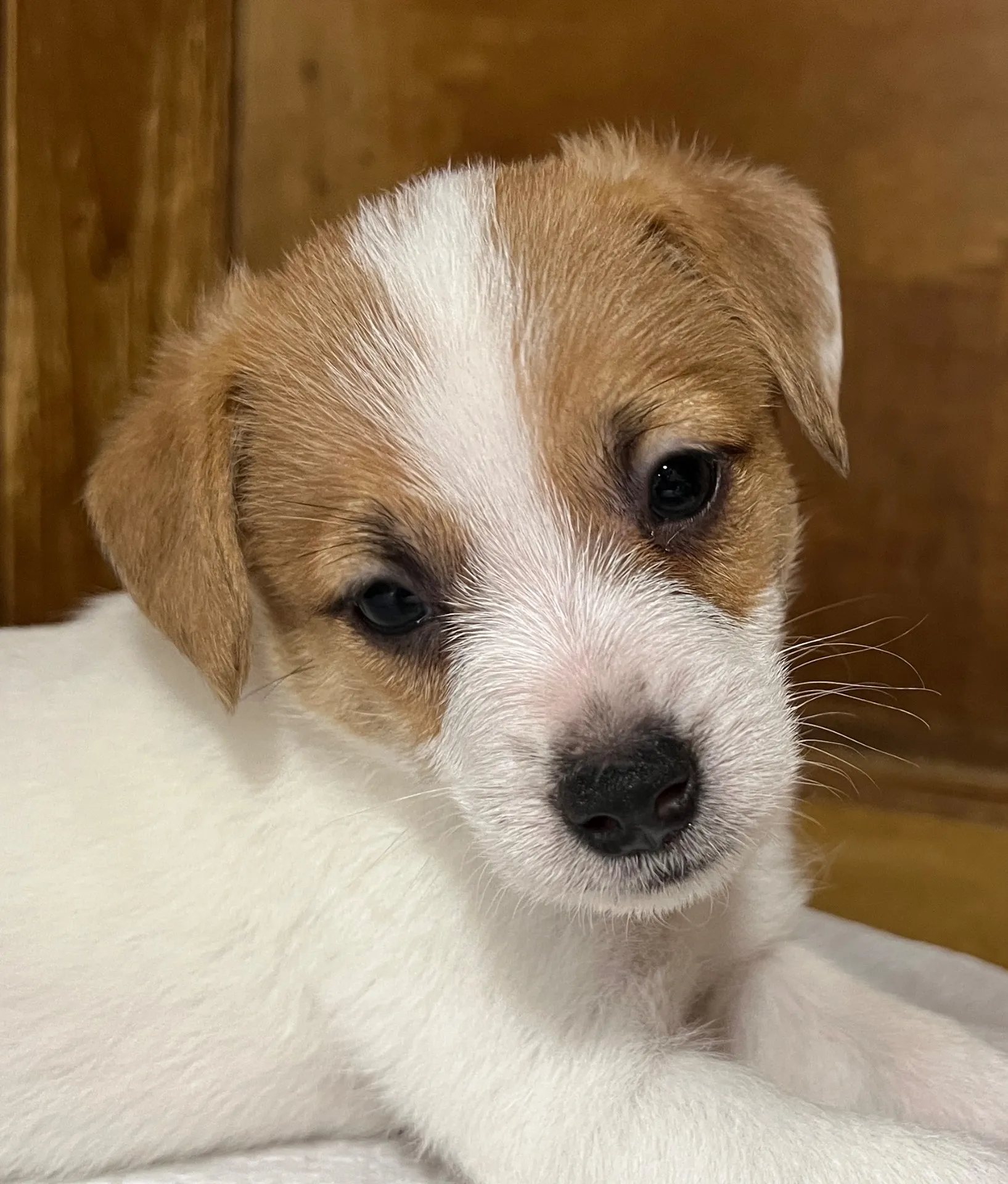 わさび三男くん、2025年10月3日生まれ